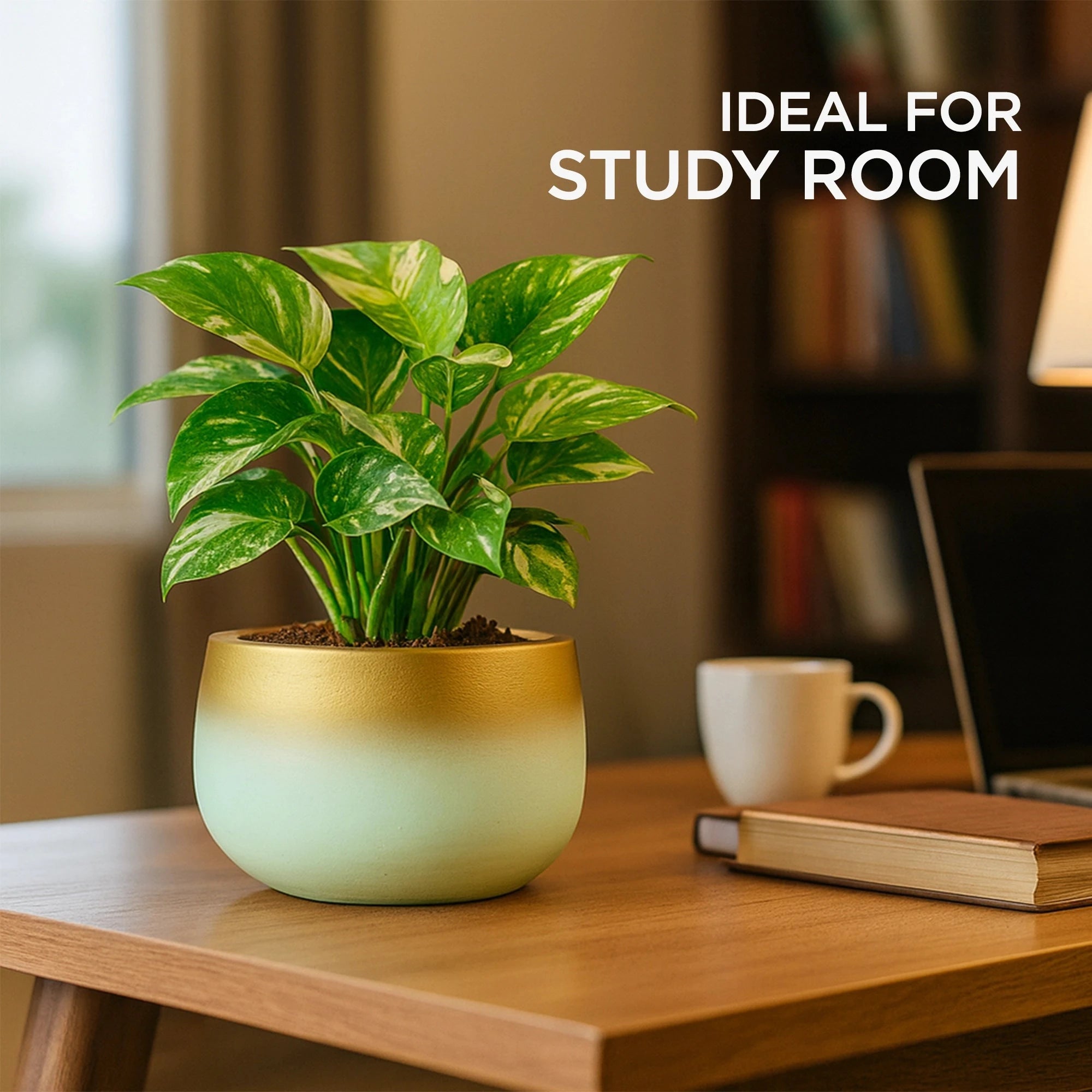 Celestia Terracotta Pot Terracotta Pot Urban Plant 