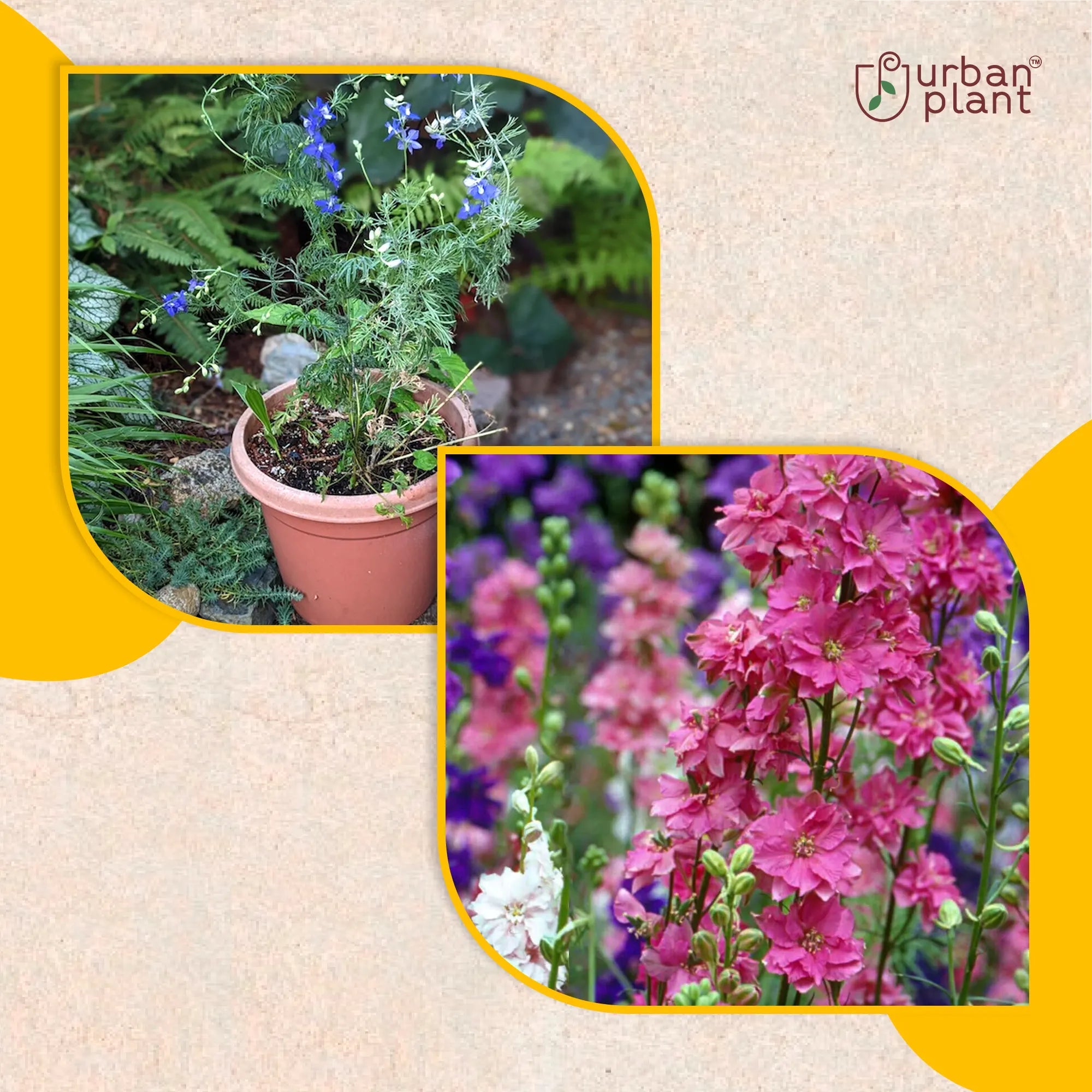 Larkspur Mix Flower Seeds Flower Seed Urban Plant 