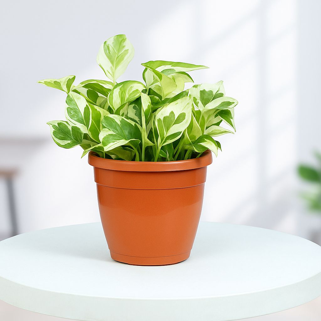 Marble Queen Money Plant in Grower Pot Urban Plant 
