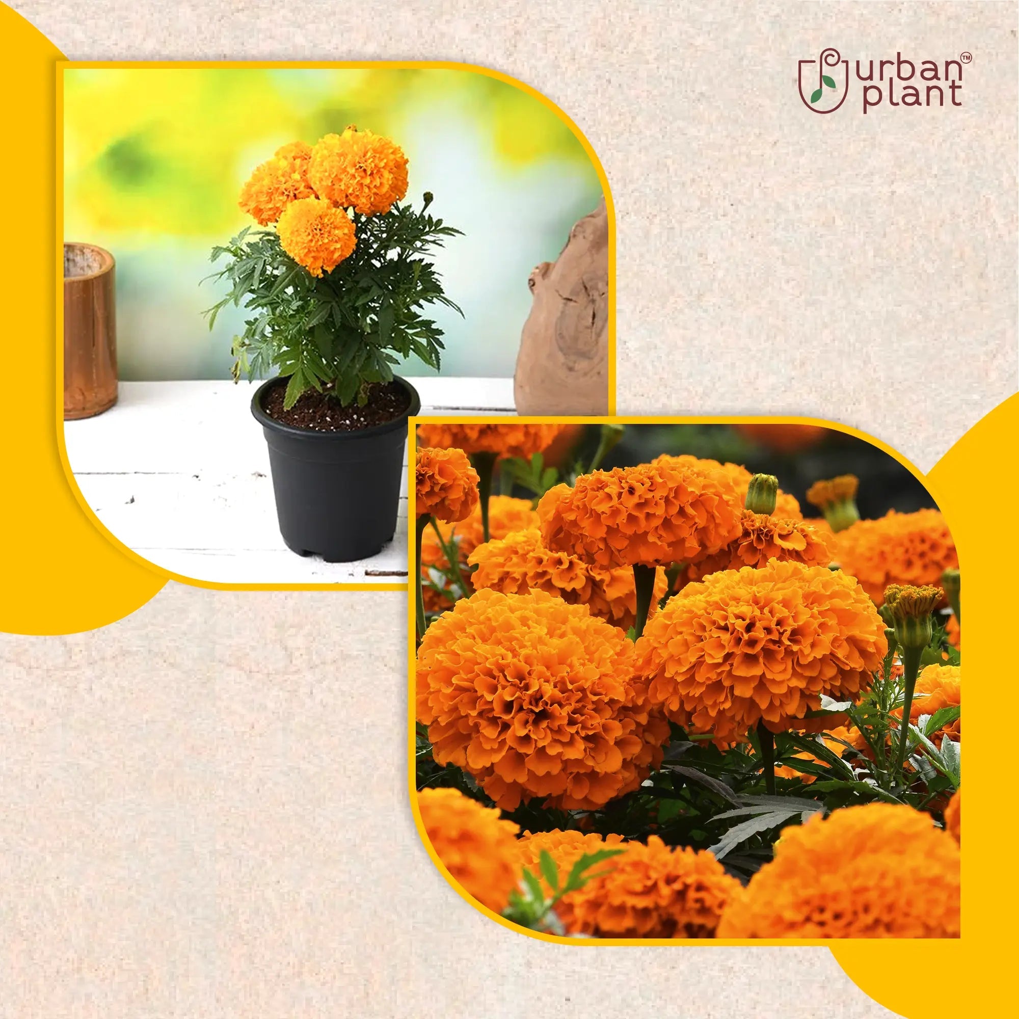 Marigold Medium Orange Flower Seeds Flower Seed Urban Plant 