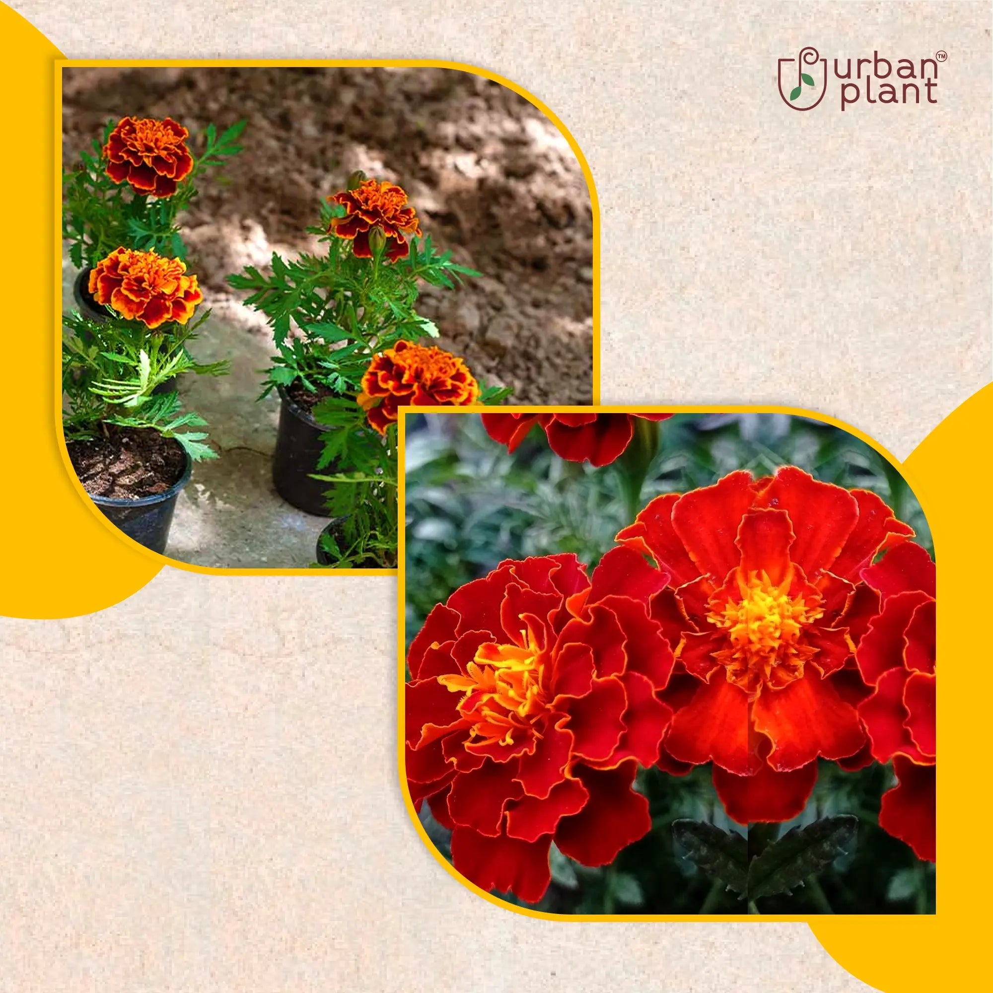 Marigold Red Flower Seeds Flower Seed Urban Plant 