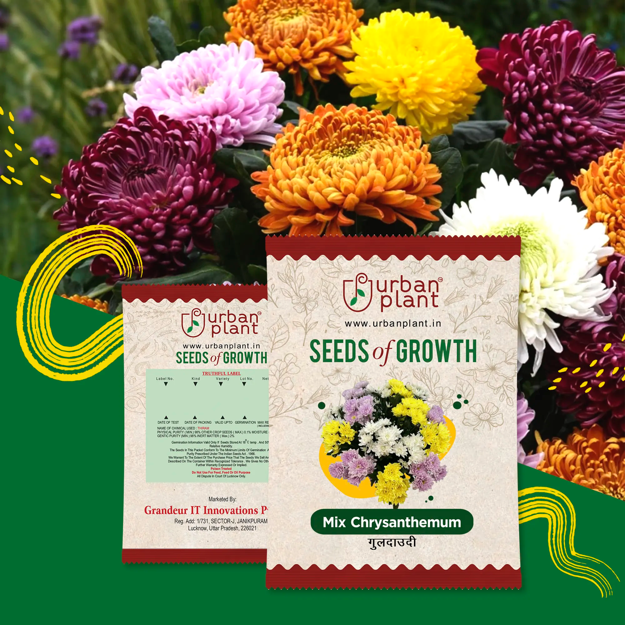 Chrysanthemum Mix (Guldaudi) Flower Seeds Urban Plant 