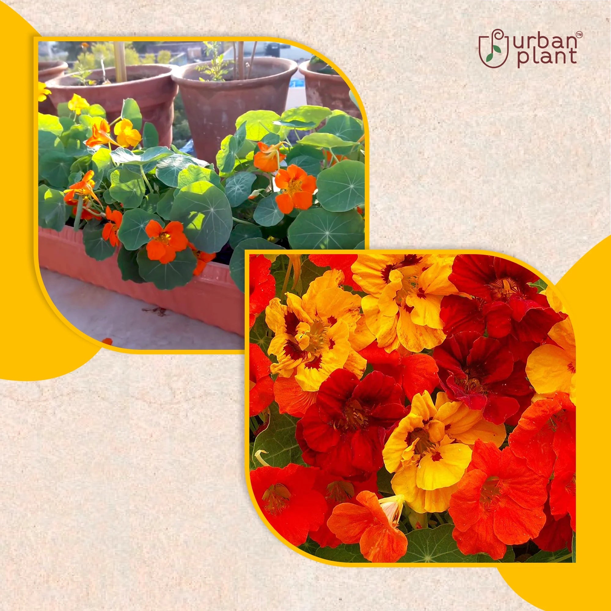 Nasturtium Flower Seeds Flower Seed Urban Plant 