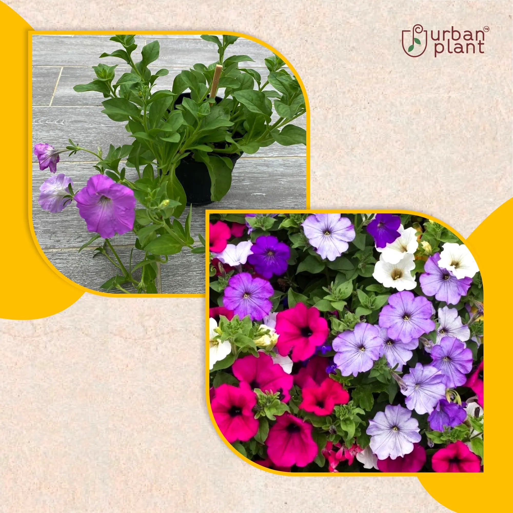 Pitunia Mix Flower Seeds Flower Seed Urban Plant 