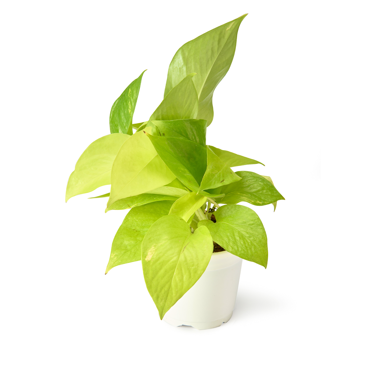 Golden Money Plant (Neon Pothos) – Live Indoor Plant | Urban Plant