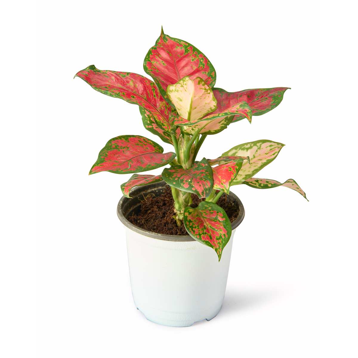 Aglaonema Pink Valentine – Live Indoor Plant