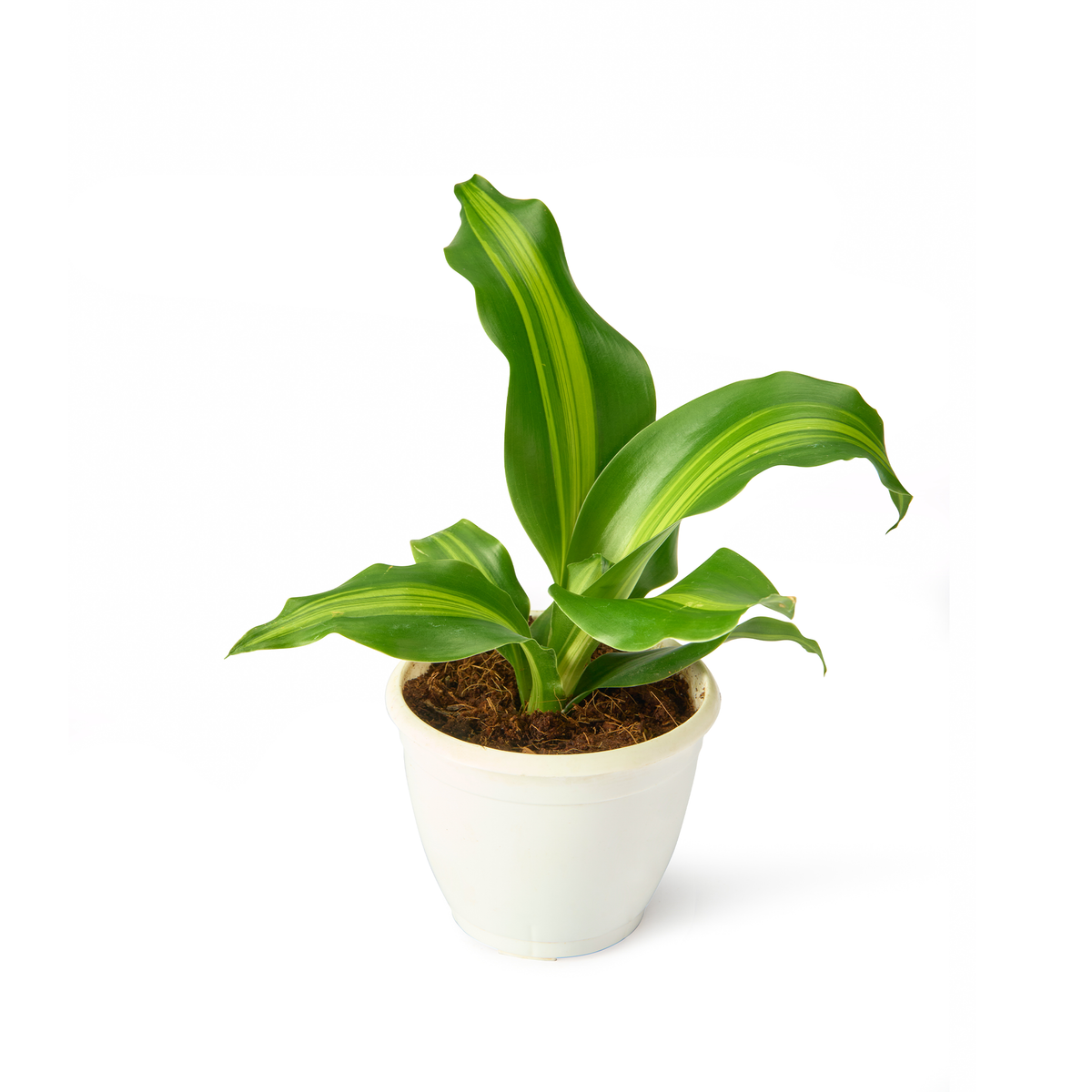Dracaena Massangeana (Dara Singh) – Live Indoor Plant