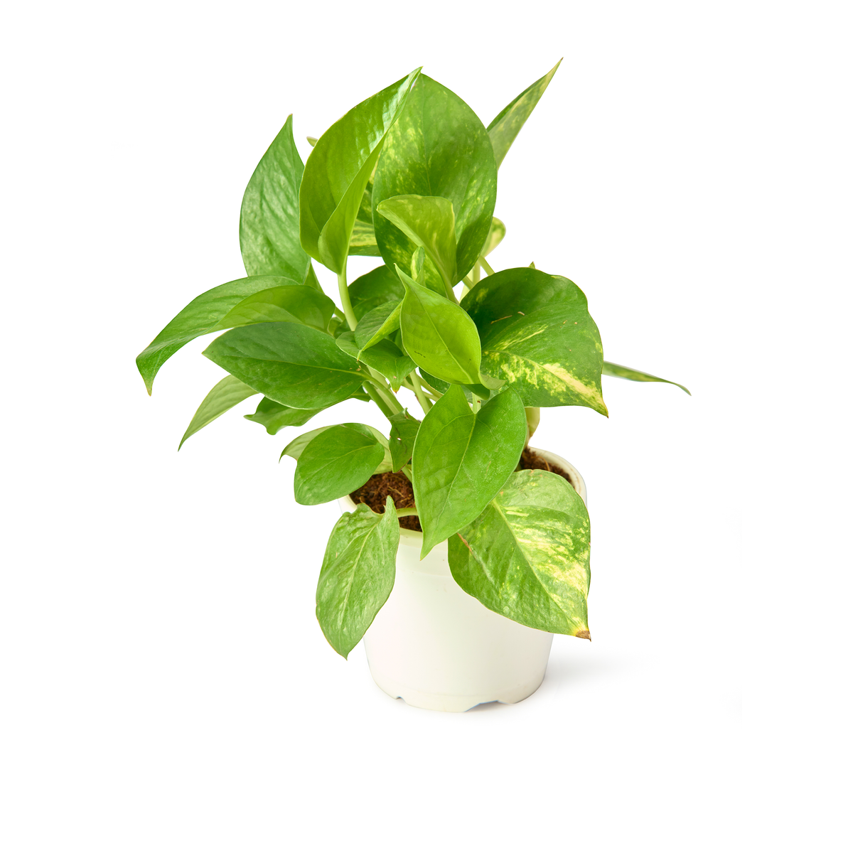 Classic Green Money Plant (Golden Pothos) by Urban Plant