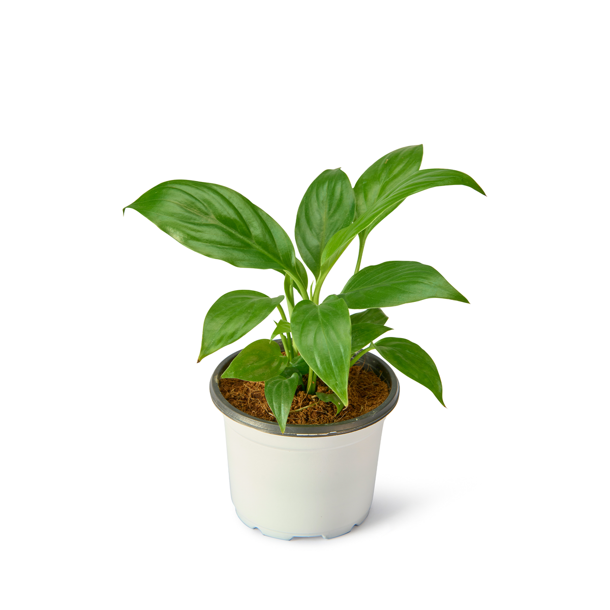 Peace Lily Little Angel (Spathiphyllum) – Live Flowering Indoor Plant