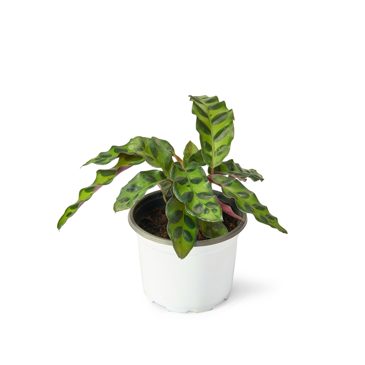 Calathea Rattlesnake (Insignis) – Live Indoor Plant
