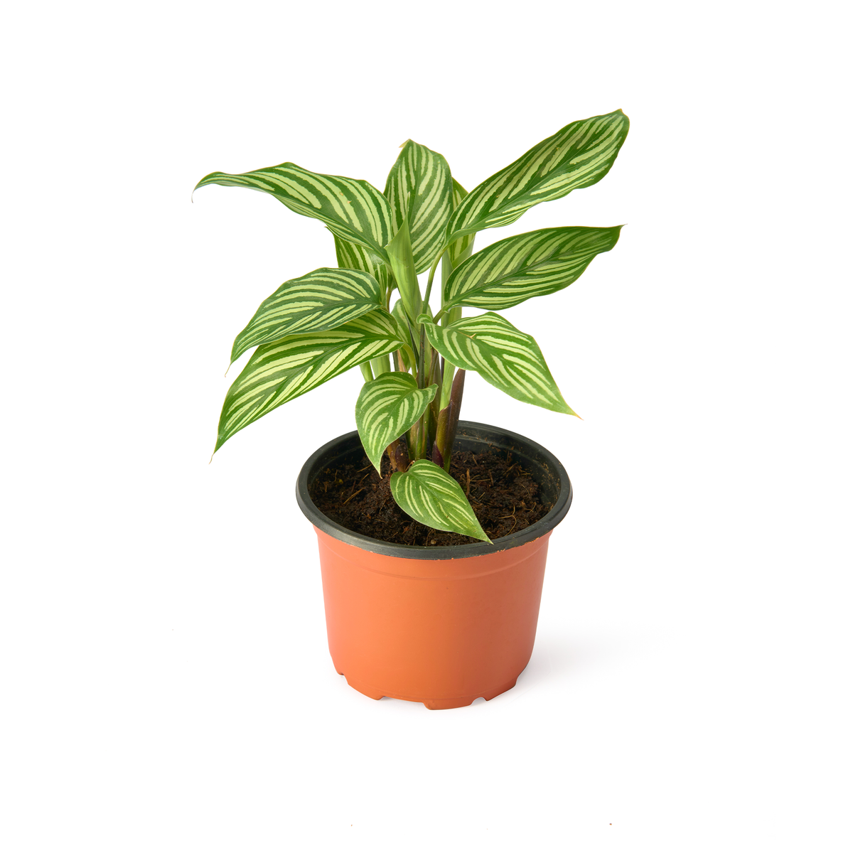 Calathea Vittata – Live Indoor Plant