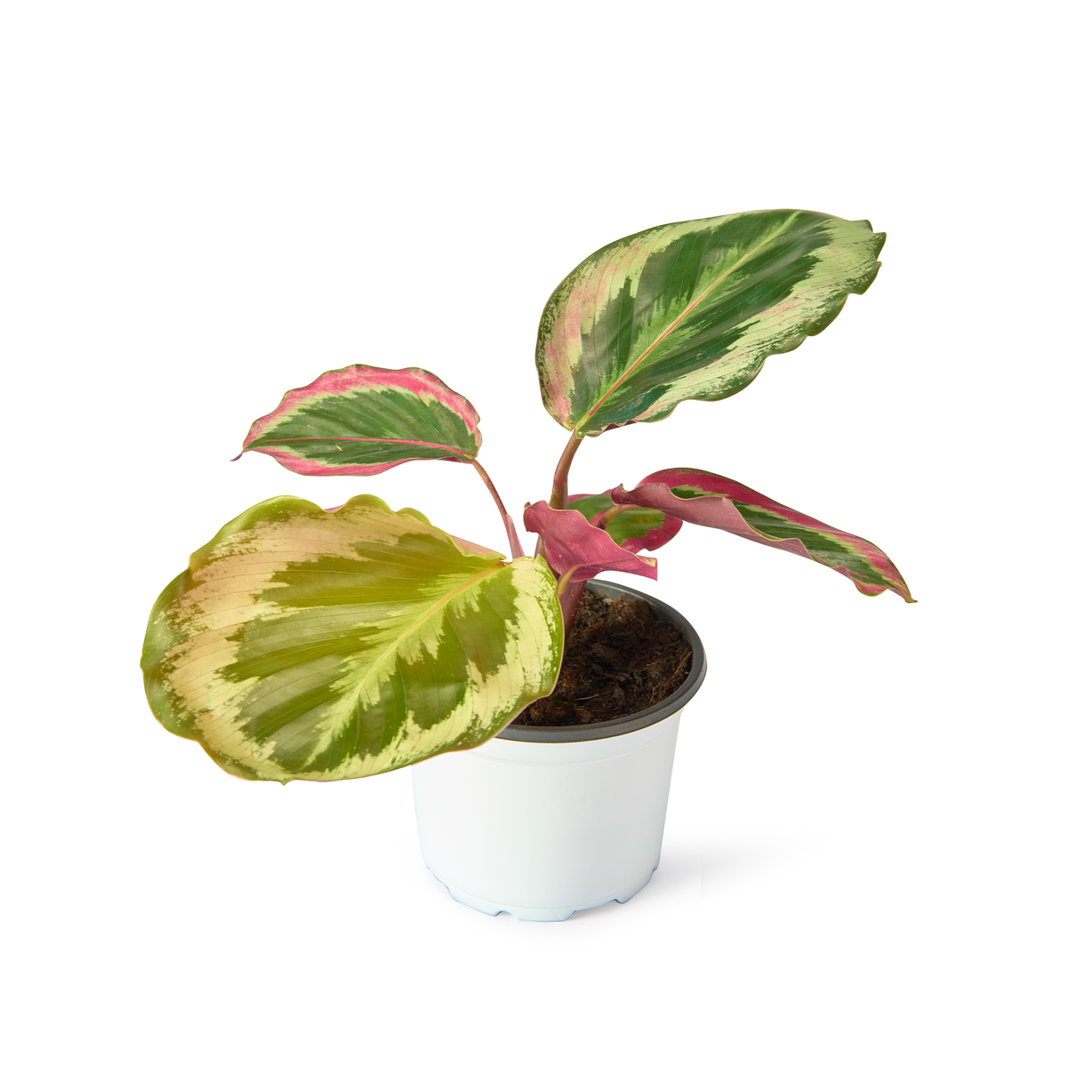 Calathea Roseopicta Illustris – Live Indoor Plant