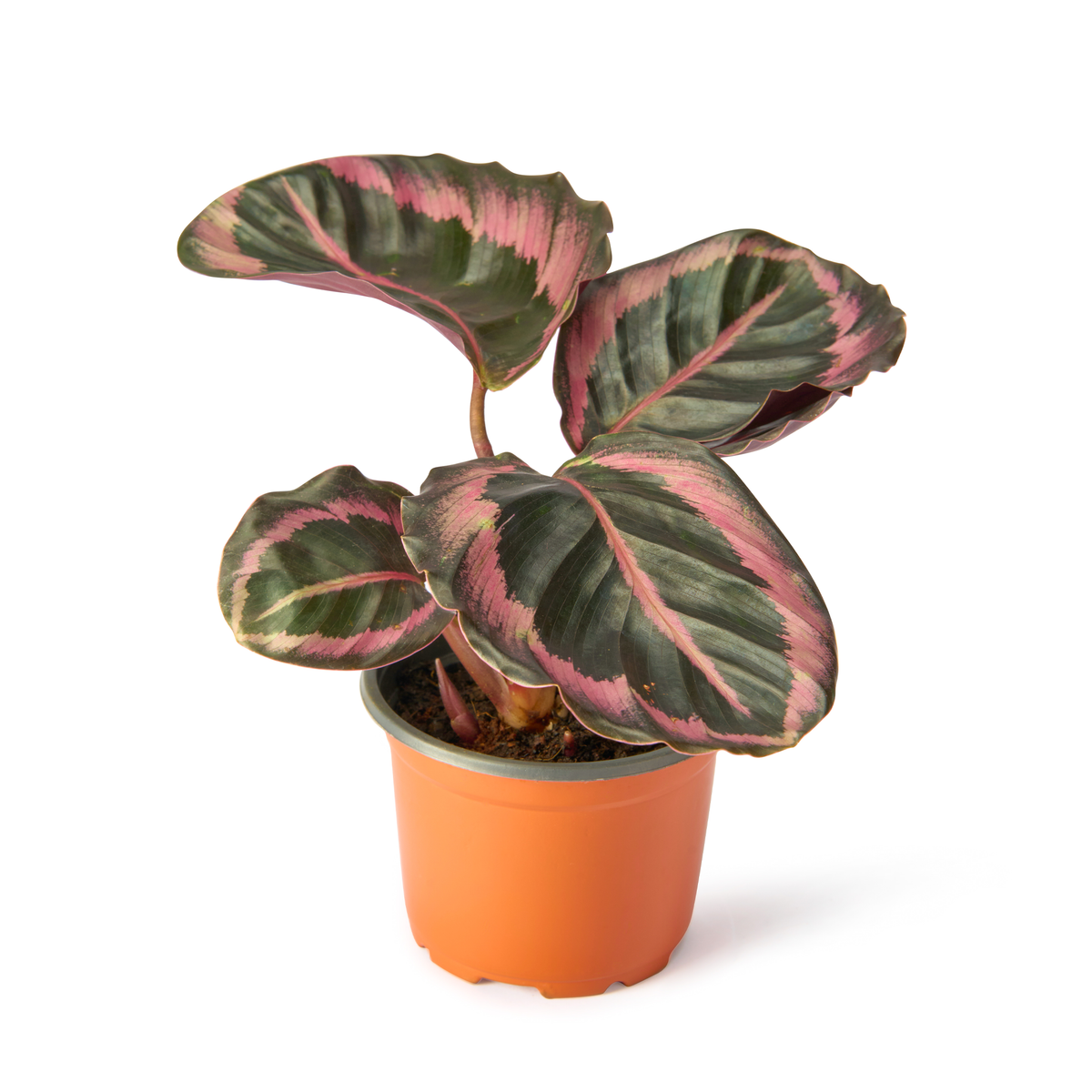 Calathea Red Wine – Live Indoor Plant