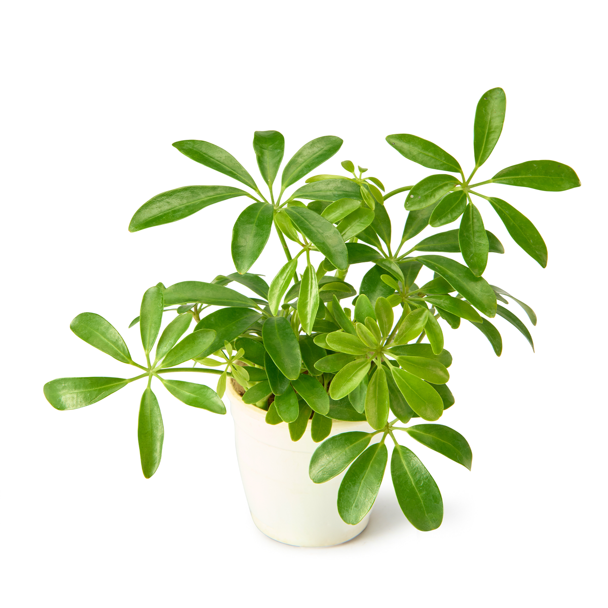 Schefflera Green (Umbrella Plant) – Live Indoor Plant