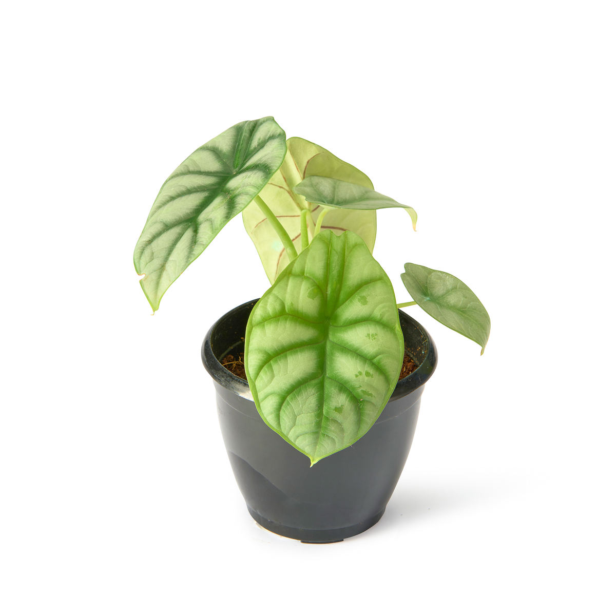 Alocasia Silver Dragon – Live Indoor Plant
