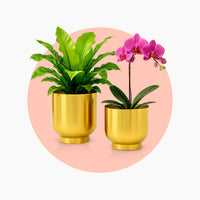Pots