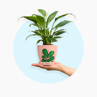 Plants