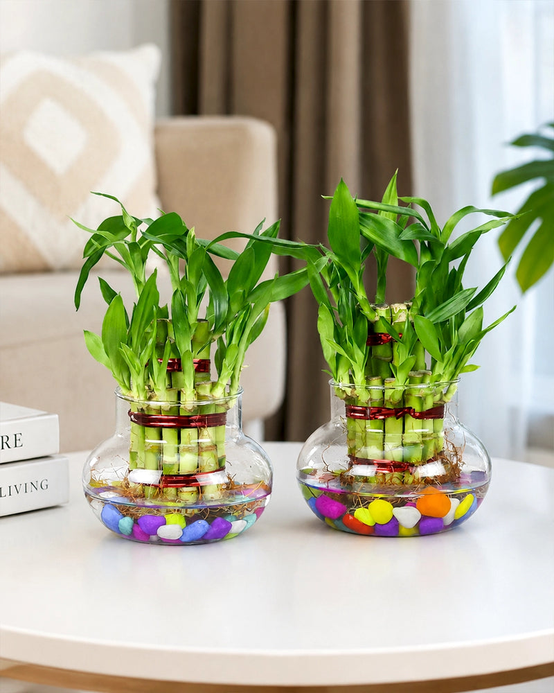 Plants