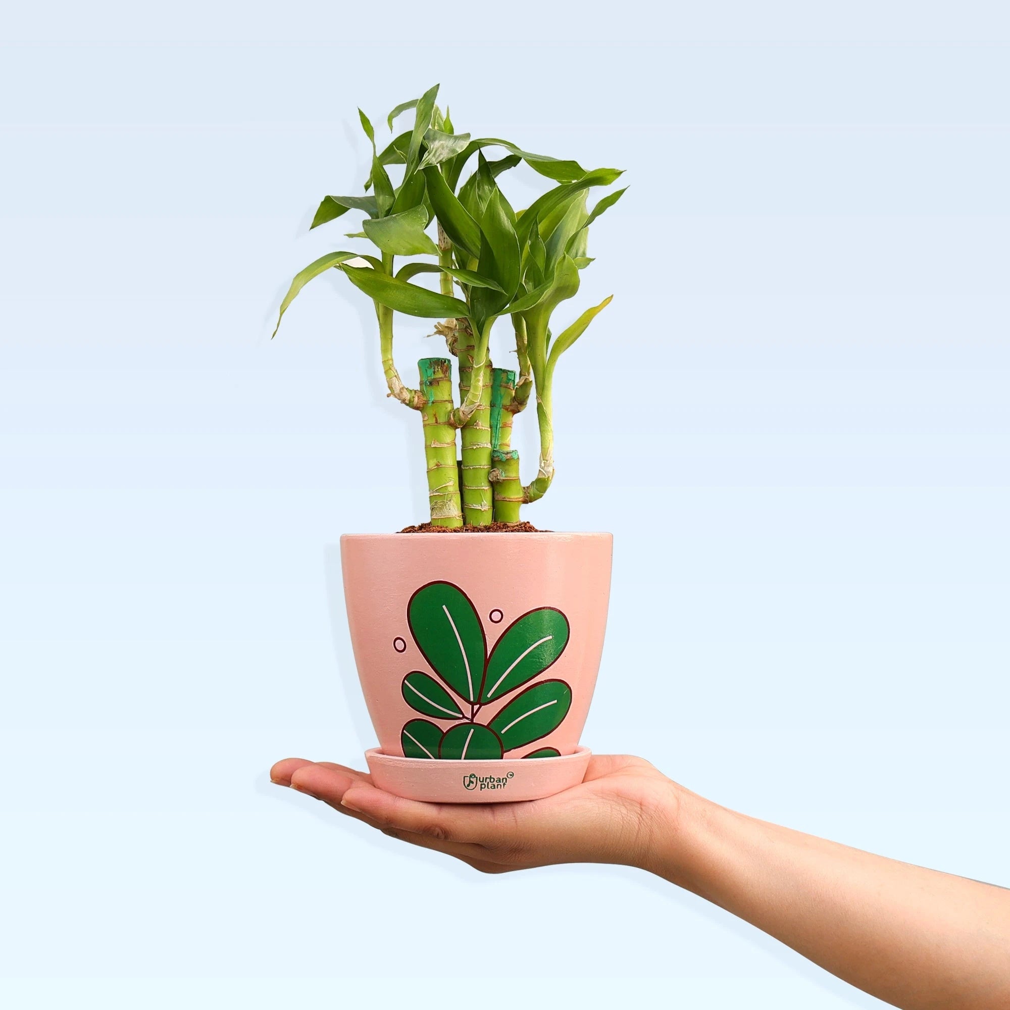 Lotus Lucky Bamboo Plant Plant Urban Plant 