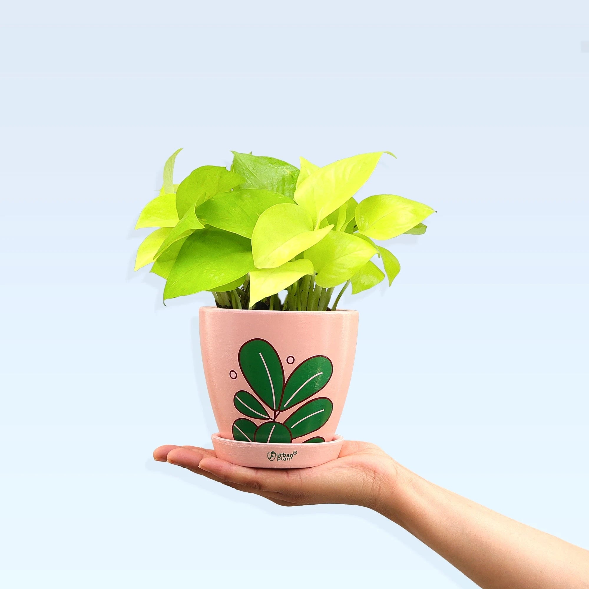 Golden Money Plant Urban Plant 