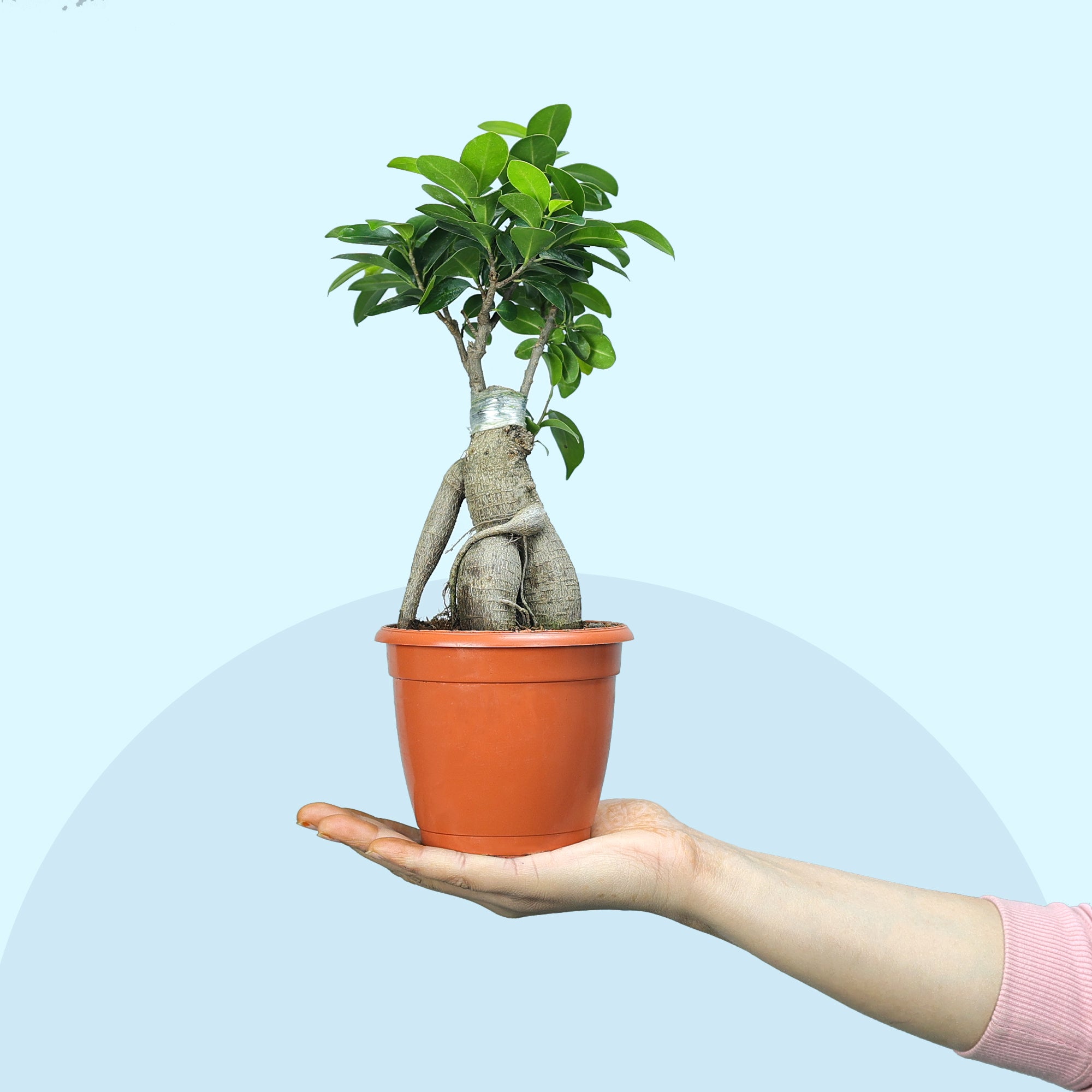 Ficus Bonsai Plant in Grower Pot Urban Plant lifestyle 