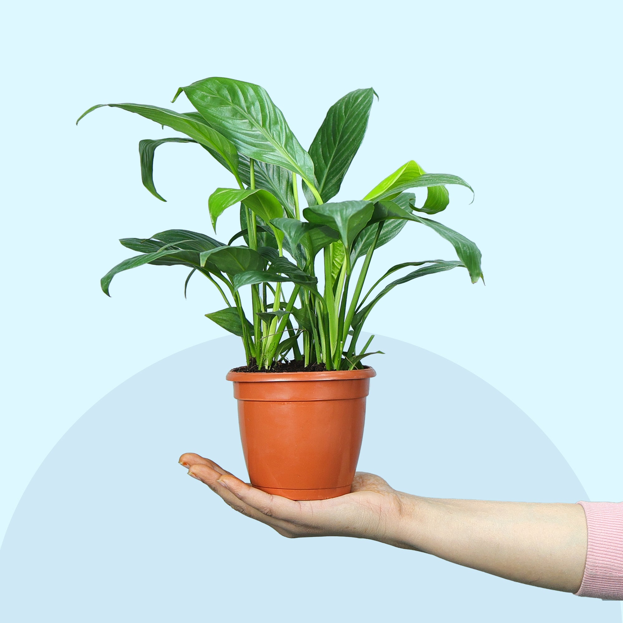 Peace Lily Plant in Grower Pot on hand