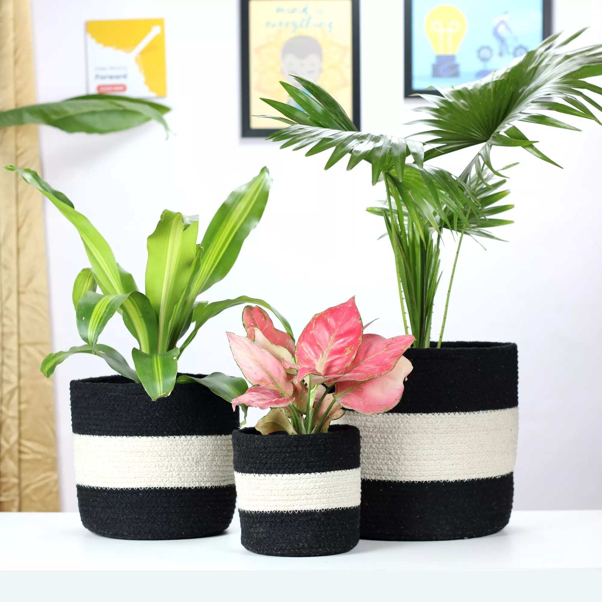 Twin Black Cotton Planter, Dual-color cotton planter - Pack of 3 Cotton Planter Urban Plant 