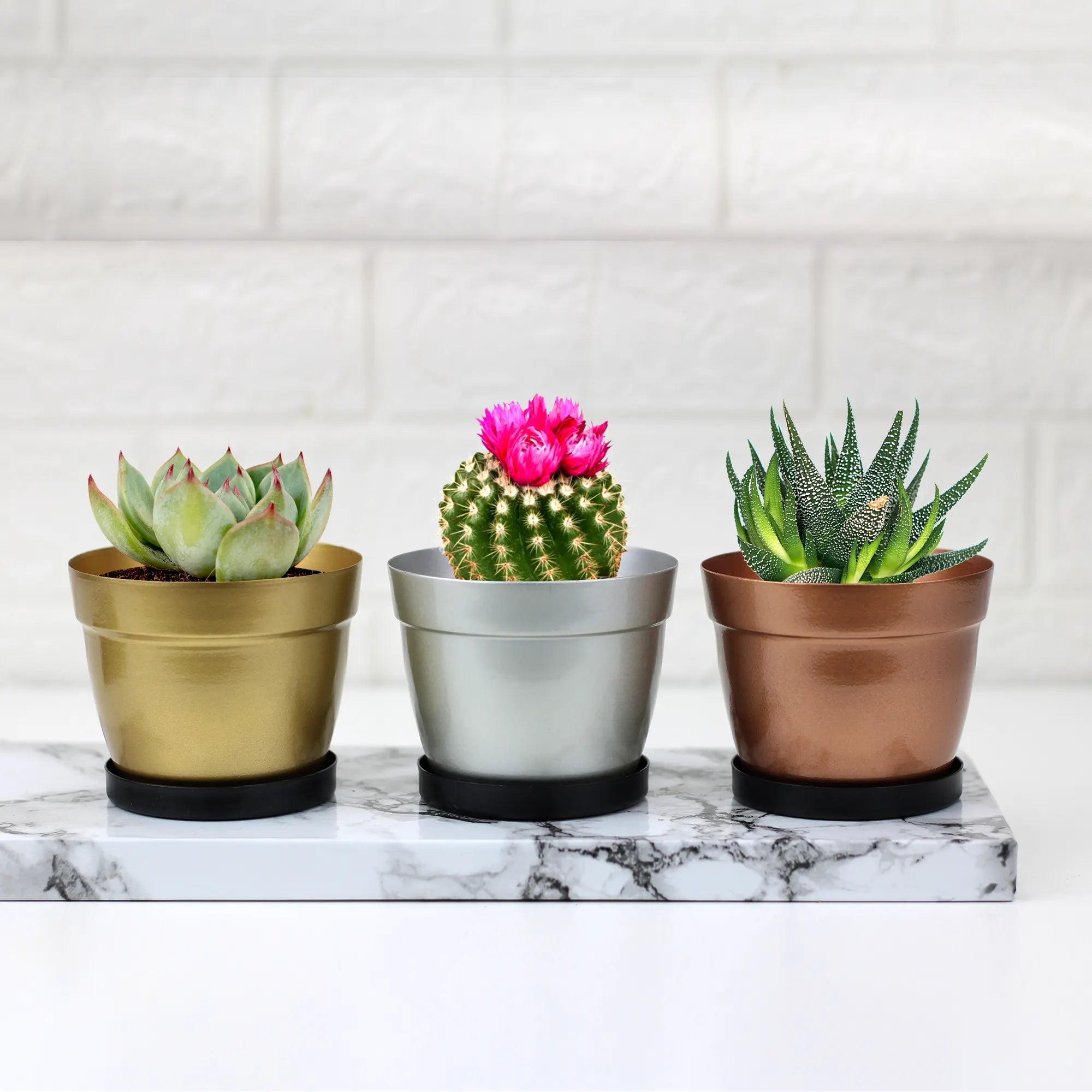 Small Cactus Succulent Planters with Bottom Saucer 1309 (Set of 3) Urban Plant 