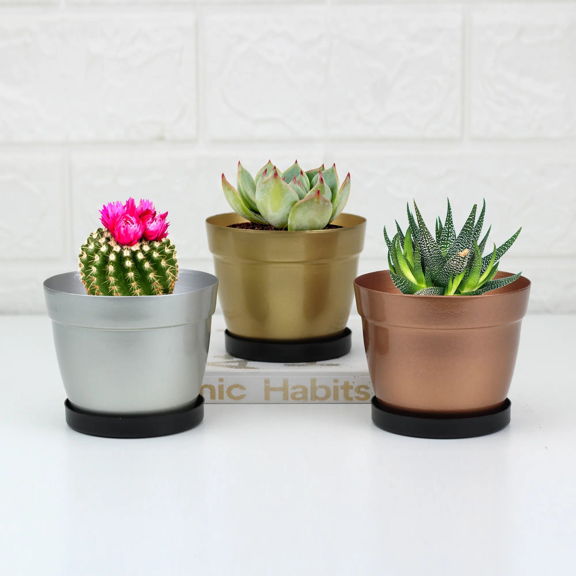 Small Cactus Succulent Planters with Bottom Saucer 1309 (Set of 3) Urban Plant 