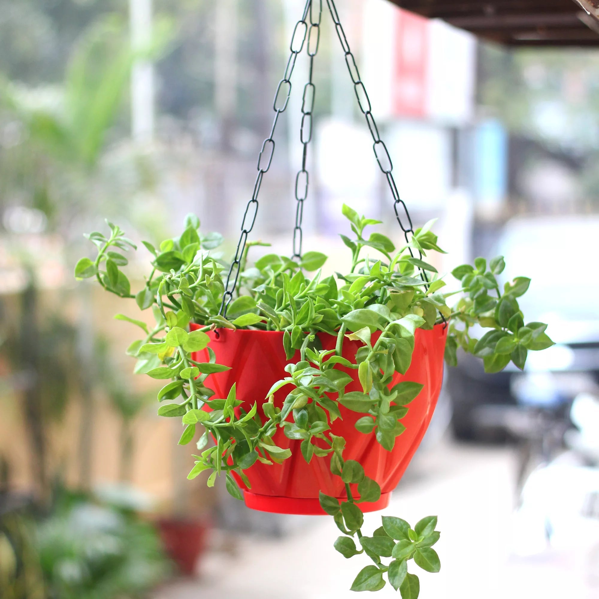 Plastic Hooked Hanging Planter Pot With Bottom Tray Hanging Planter Urban Plant 