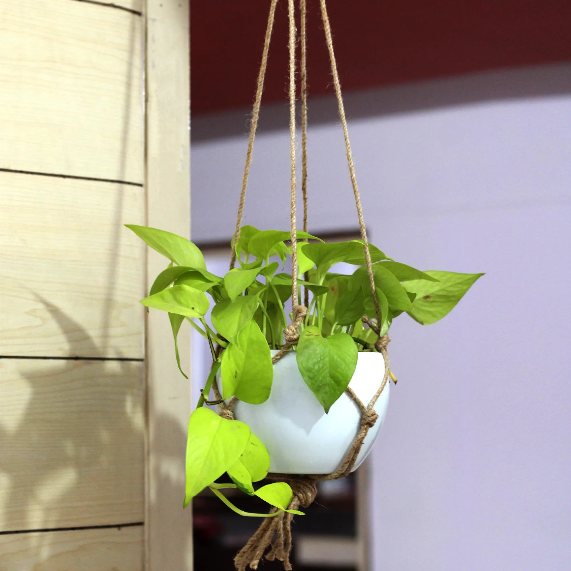 Decorative Hanging Round Planter with Natural Jute Rope Matte (Black) Metal Planter Urban Plant White 