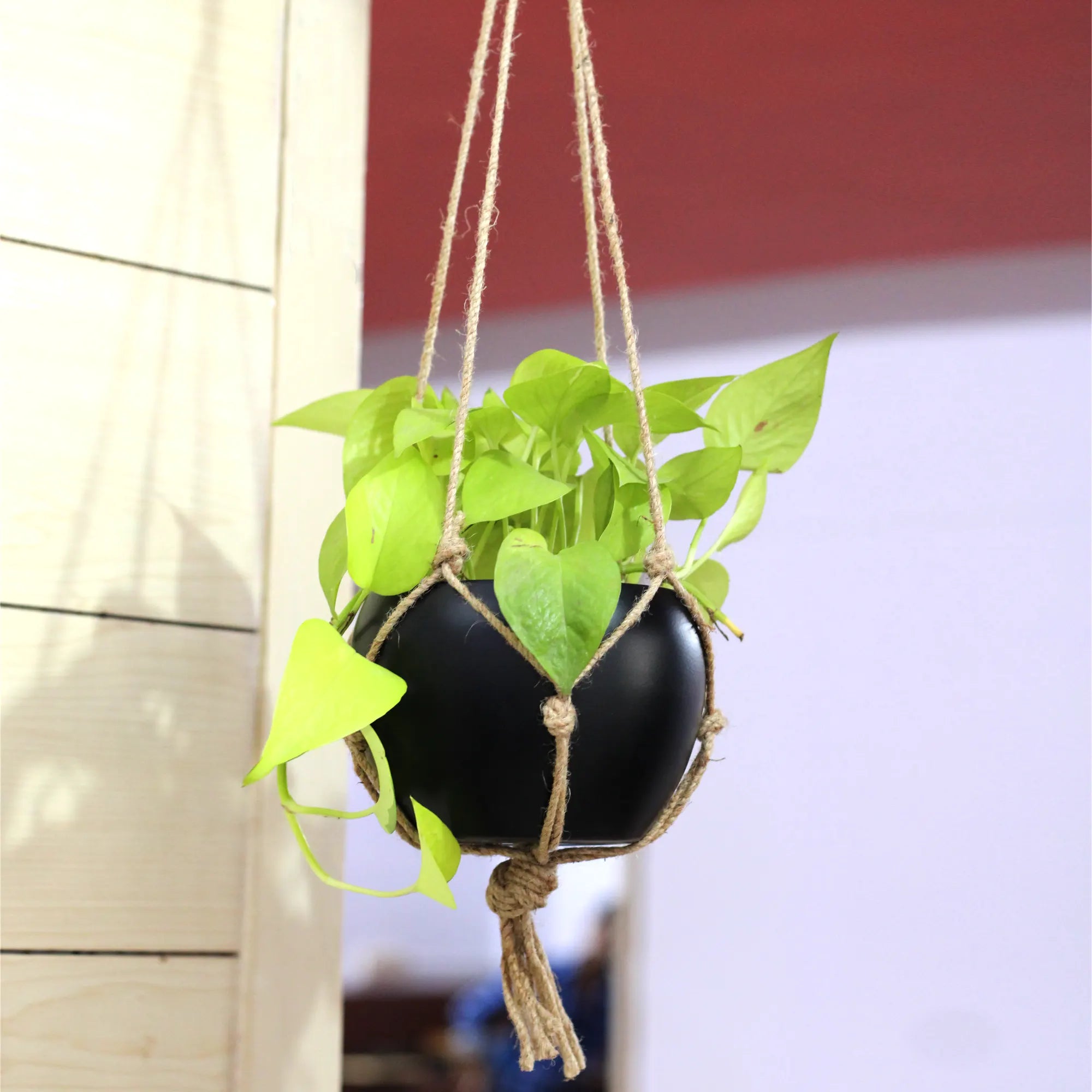 Decorative Hanging Round Planter with Natural Jute Rope Matte (Black) Metal Planter Urban Plant Black 