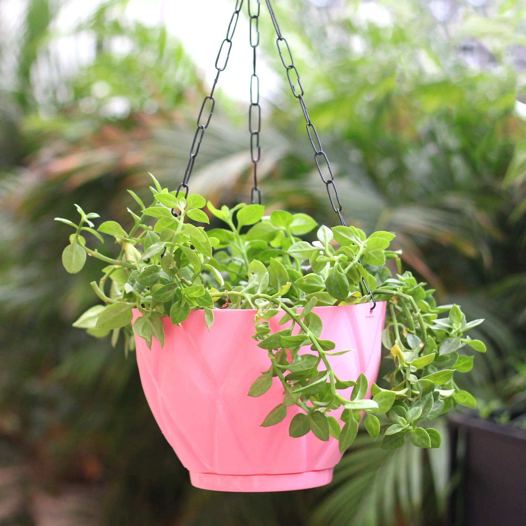 Plastic Hooked Hanging Planter Pot With Bottom Tray Hanging Planter Urban Plant Pink 