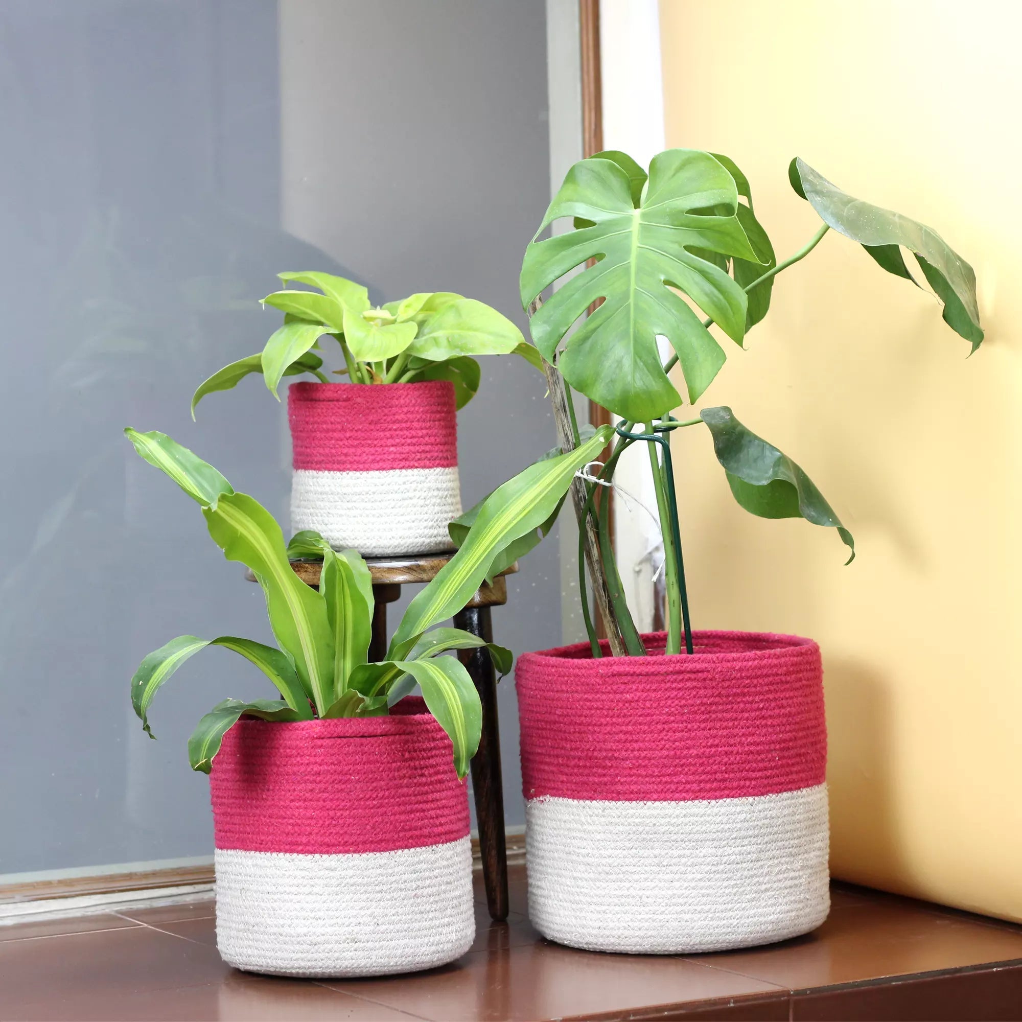 Twin Pink Cotton Planter, Dual-color cotton planter - Pack of 3 Cotton Planter Urban Plant 