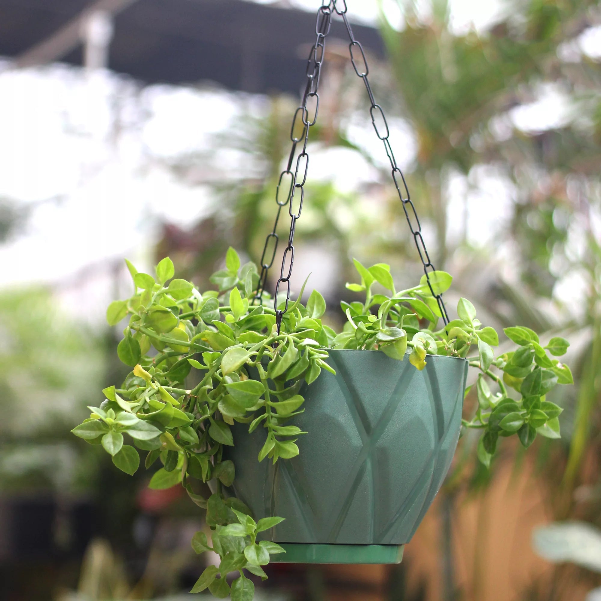 Plastic Hooked Hanging Planter Pot With Bottom Tray Hanging Planter Urban Plant Green 