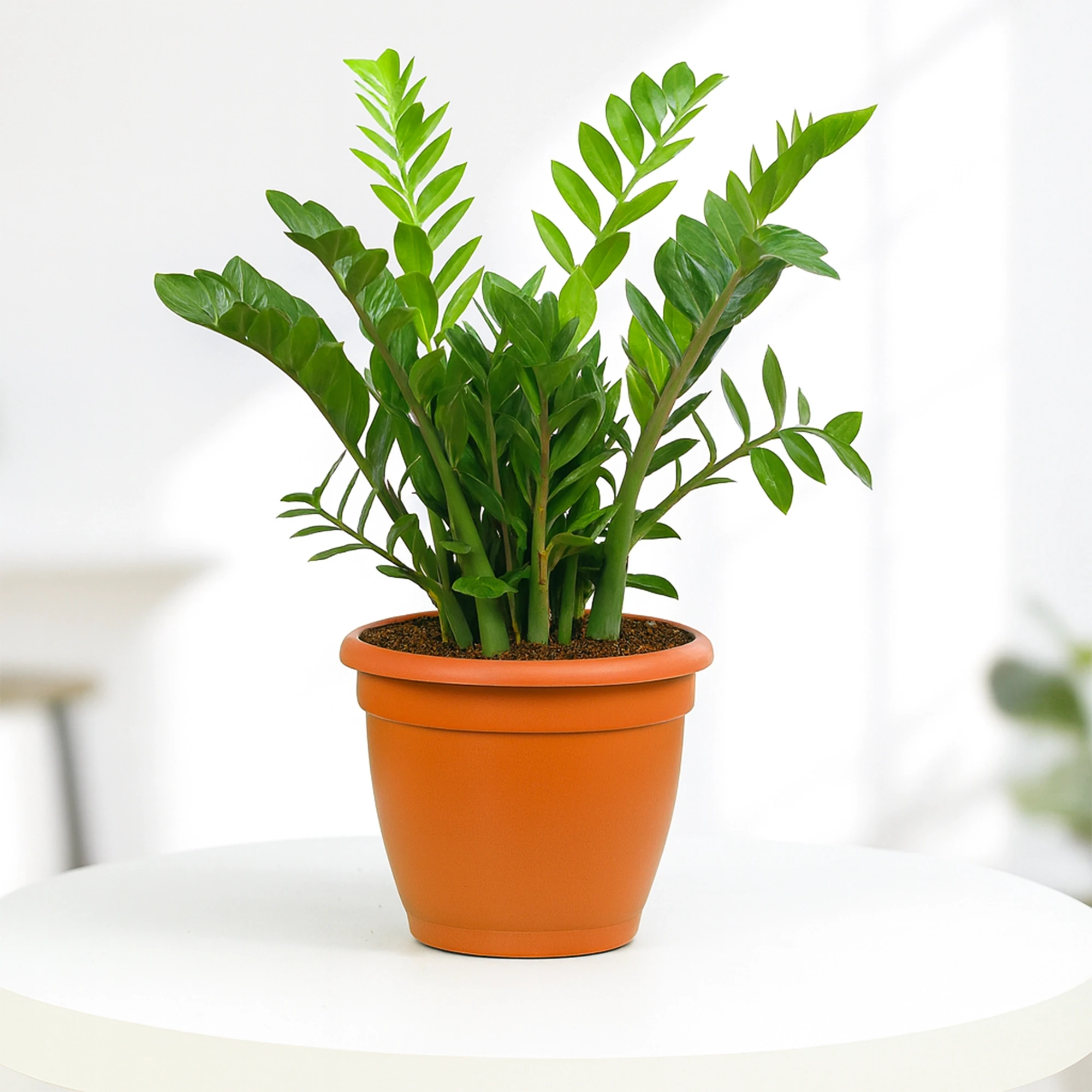 ZZ Plant in Grower Pot Urban Plant Green 
