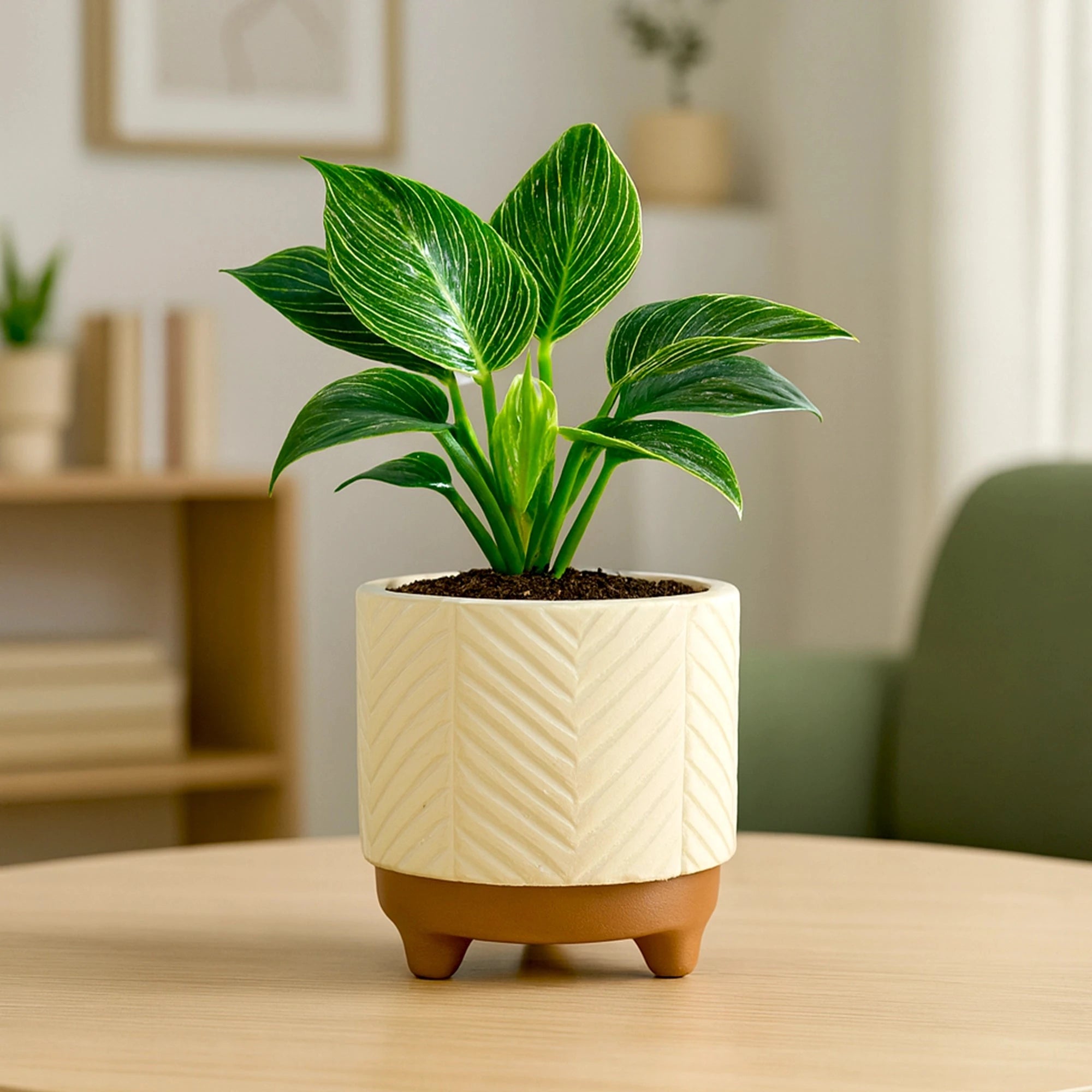 Emerald Terracotta Pot Urban Plant 