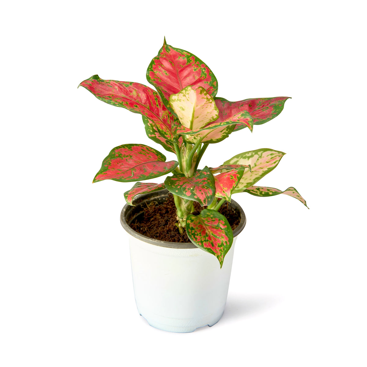 Aglaonema Pink Valentine – Live Indoor Plant | Urban Plant