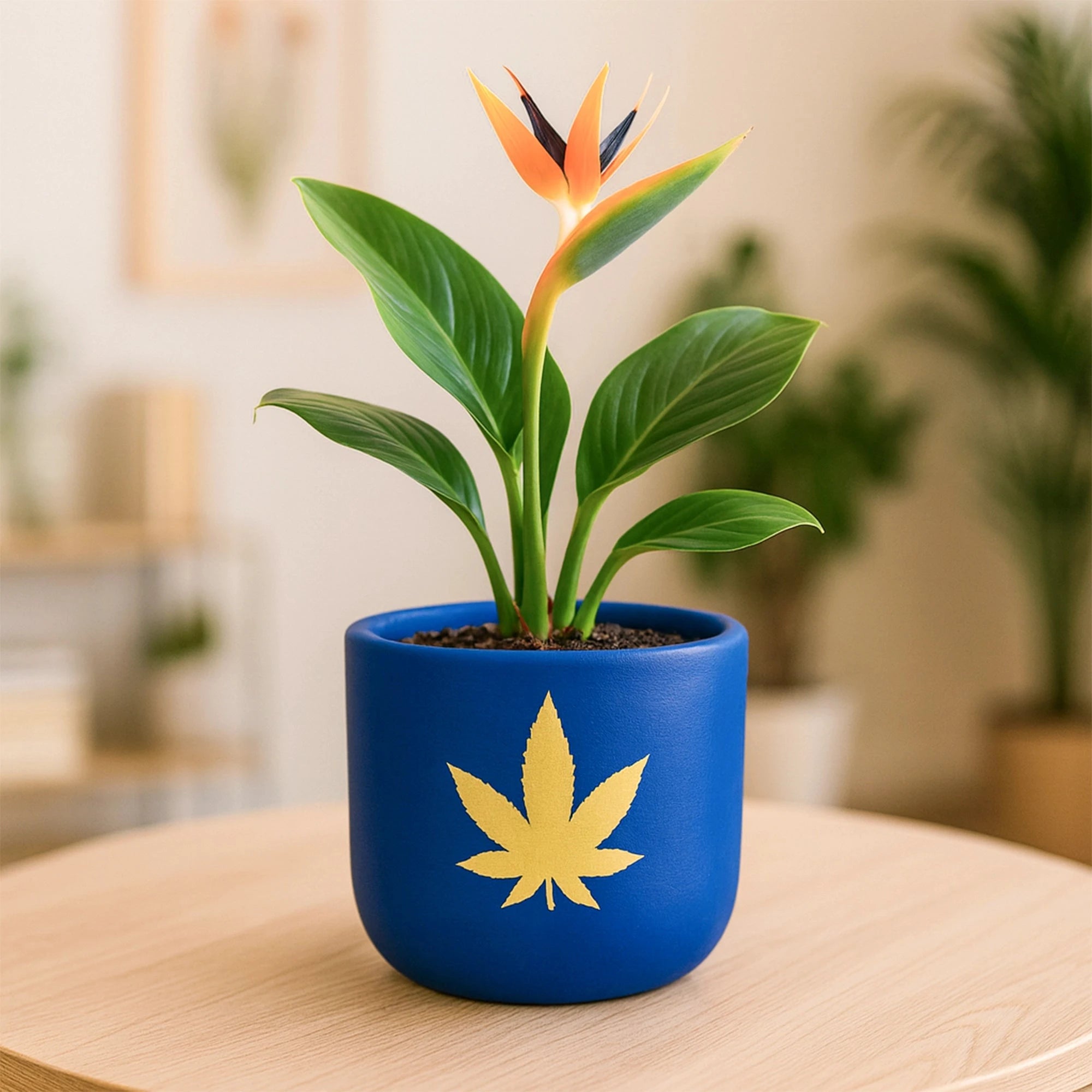 Bluesphere Terracotta Pot Terracotta Pot Urban Plant 