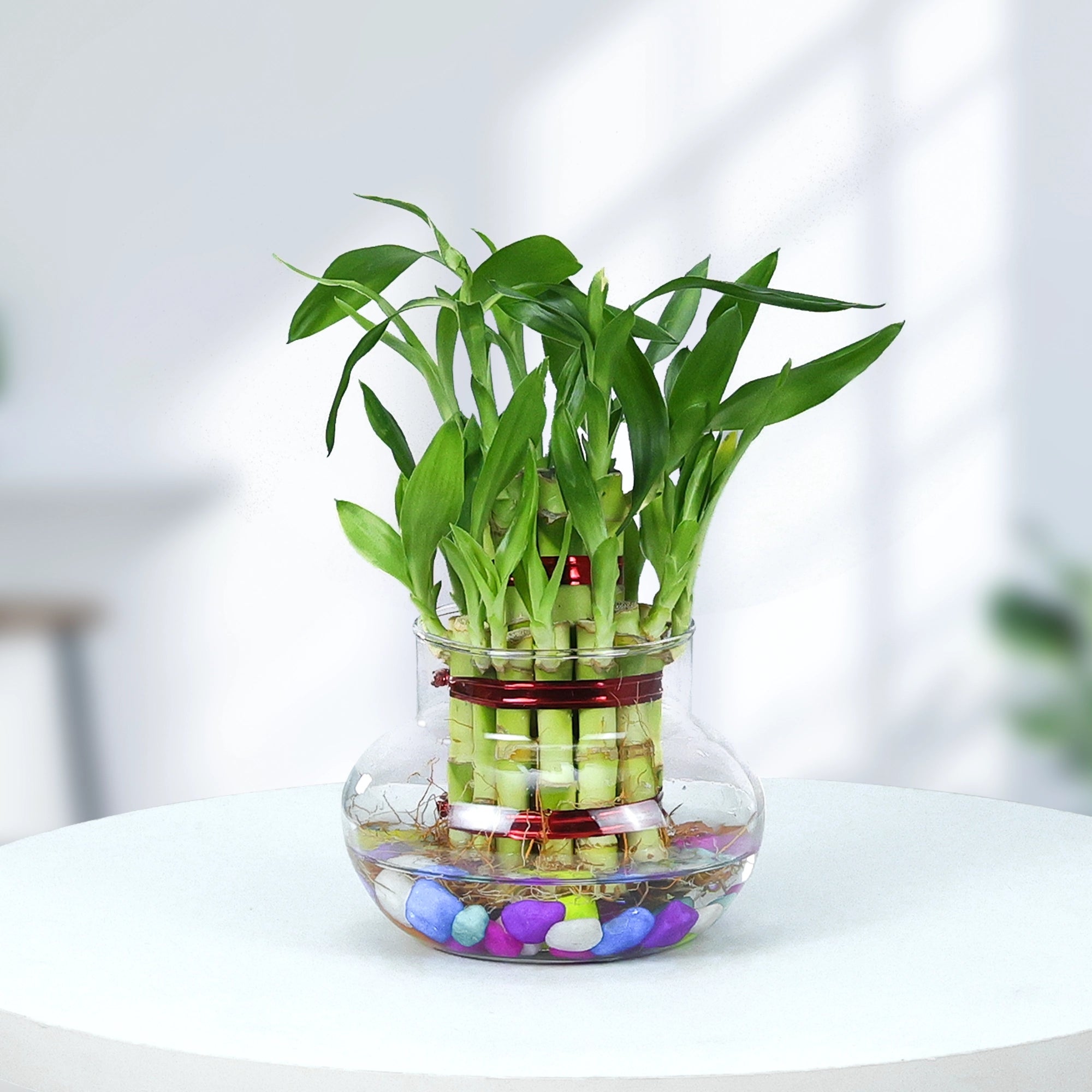 Lucky Bamboo Good Luck Plant Urban Plant Glass Jar Pack of 1 