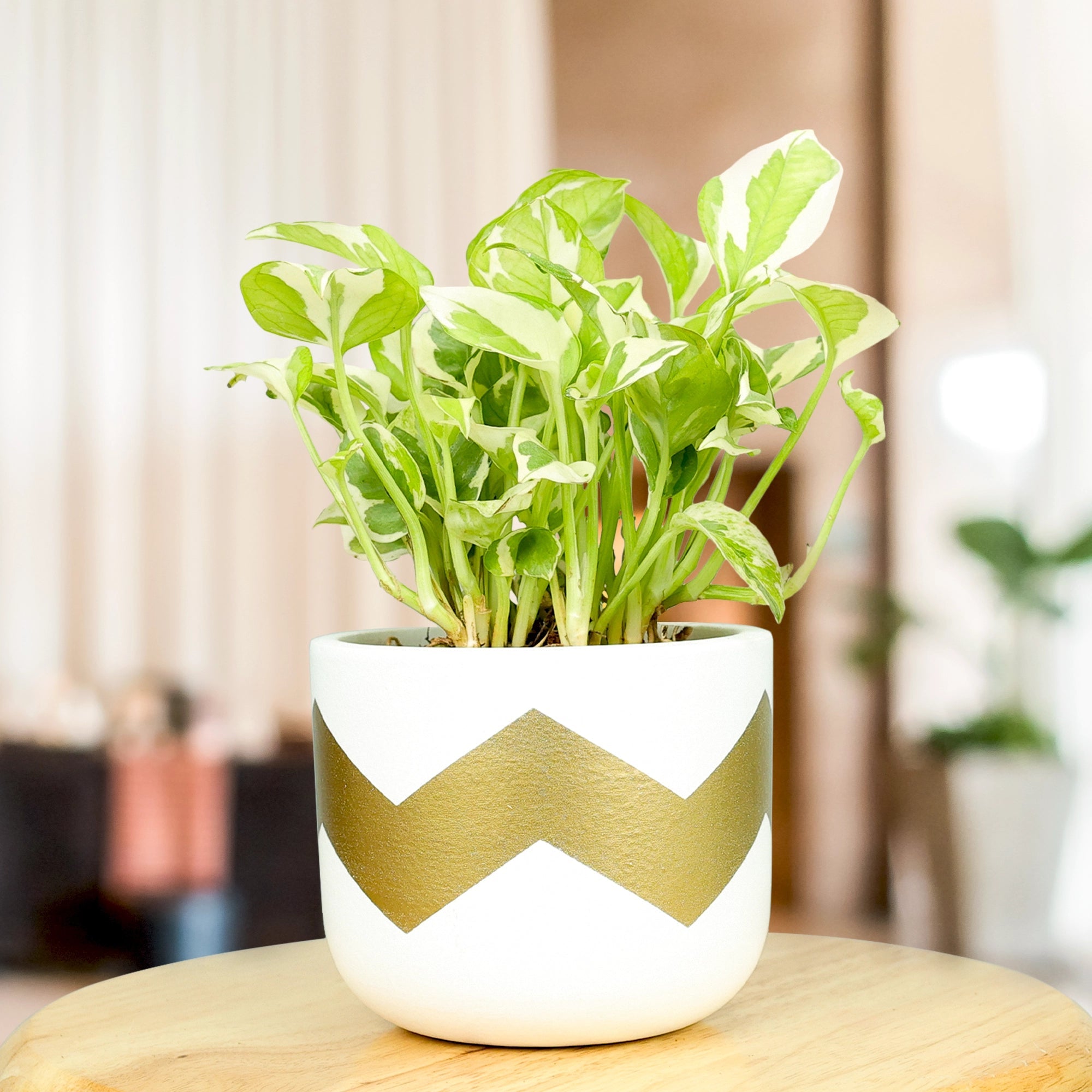 Nova Terracotta Pot Terracotta Pot Urban Plant White 