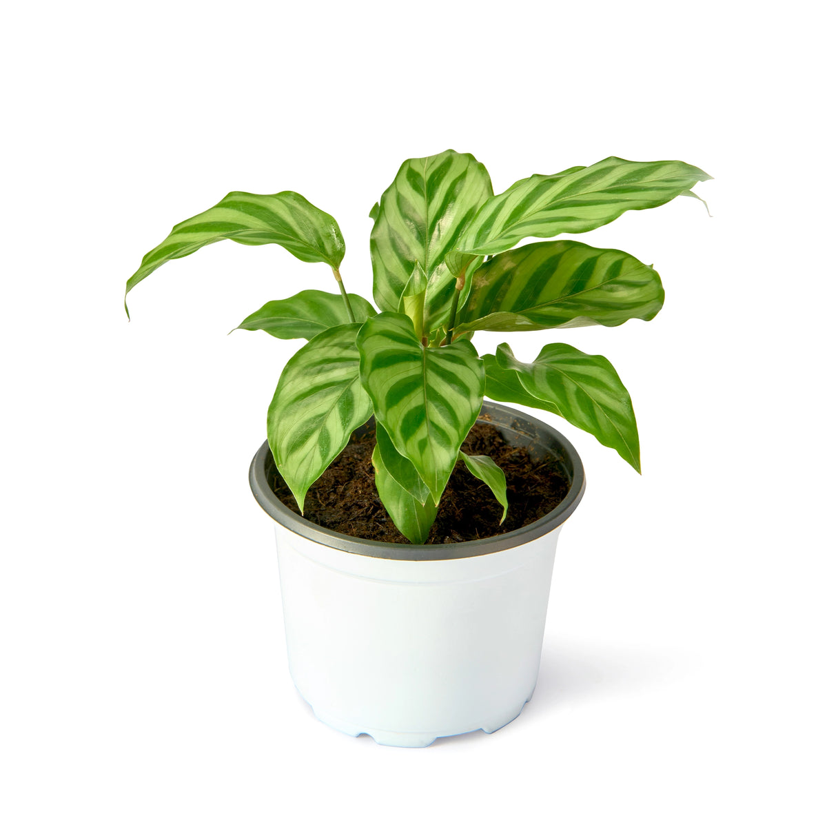 Calathea Freddie – Live Indoor Plant | Urban Plant