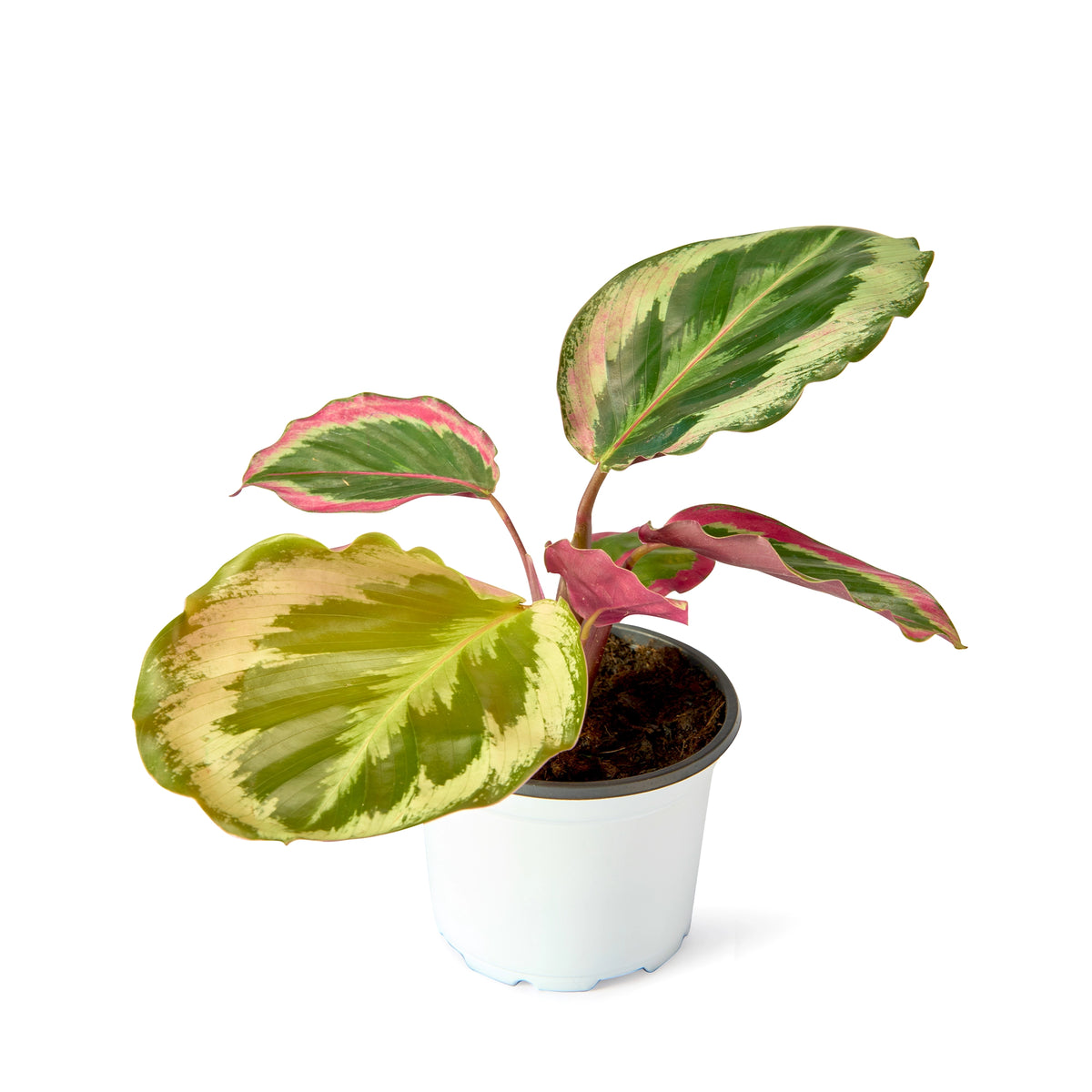 Calathea Roseopicta Illustris – Live Indoor Plant | Urban Plant