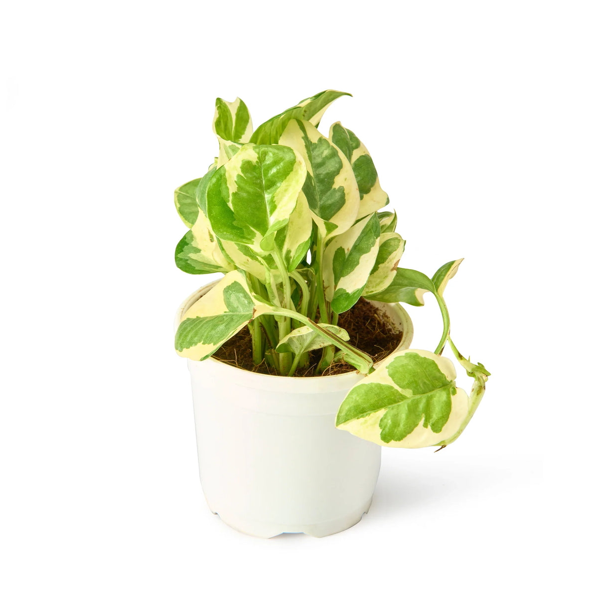 N'Joy white variegated pothos live indoor plant – Lucky Money Plant Trio
