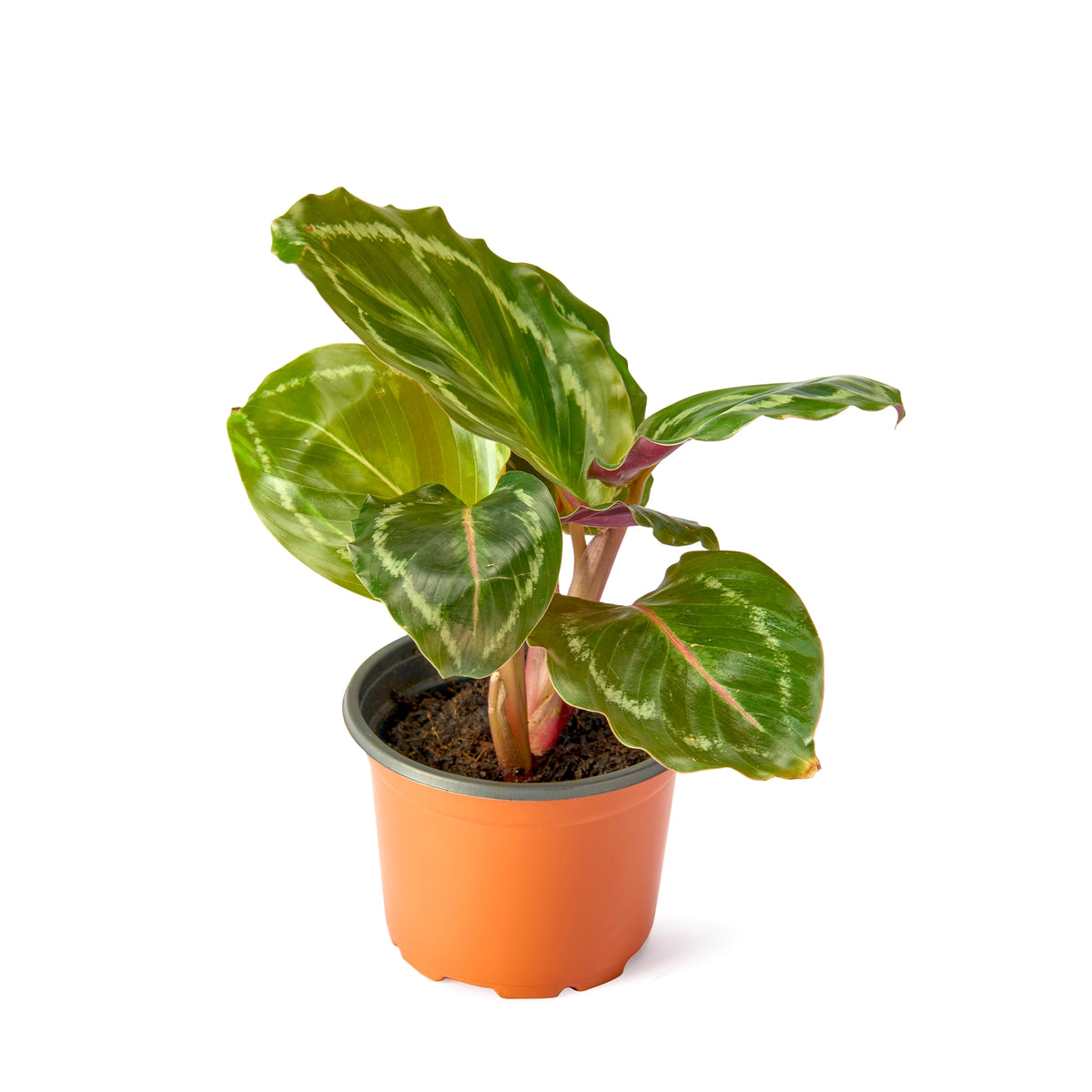 Calathea Roseopicta Rosy – Live Indoor Plant