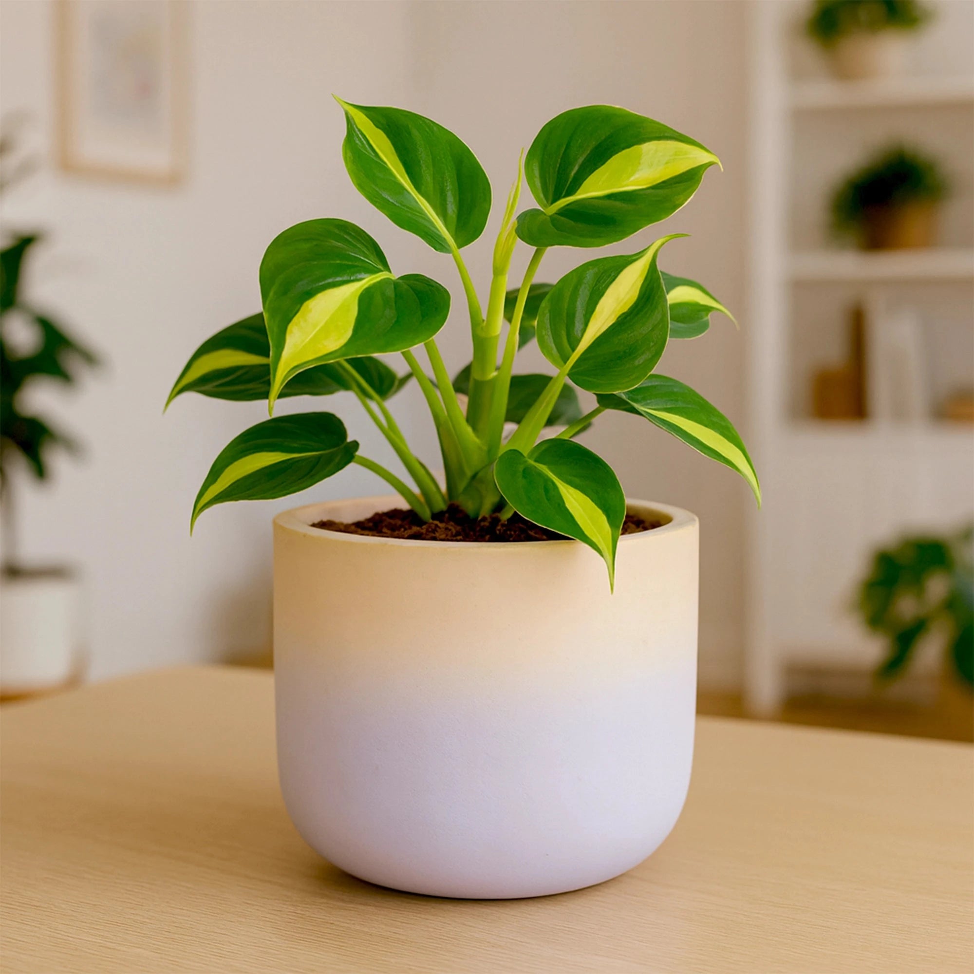 Gala Gradient Terracotta Pot Urban Plant Pink 