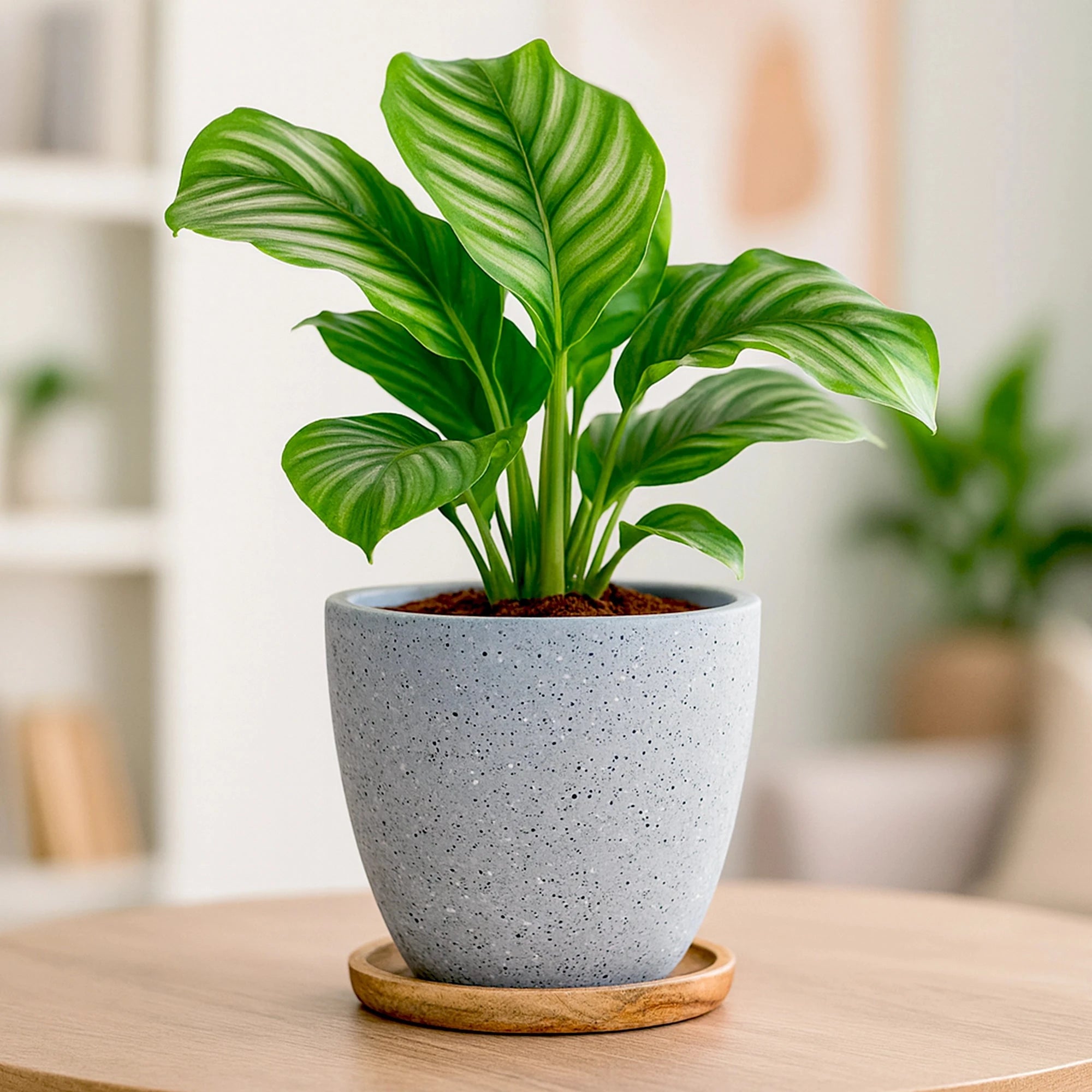 Terrazzo Terracotta Pot With Wooden Saucer Urban Plant 