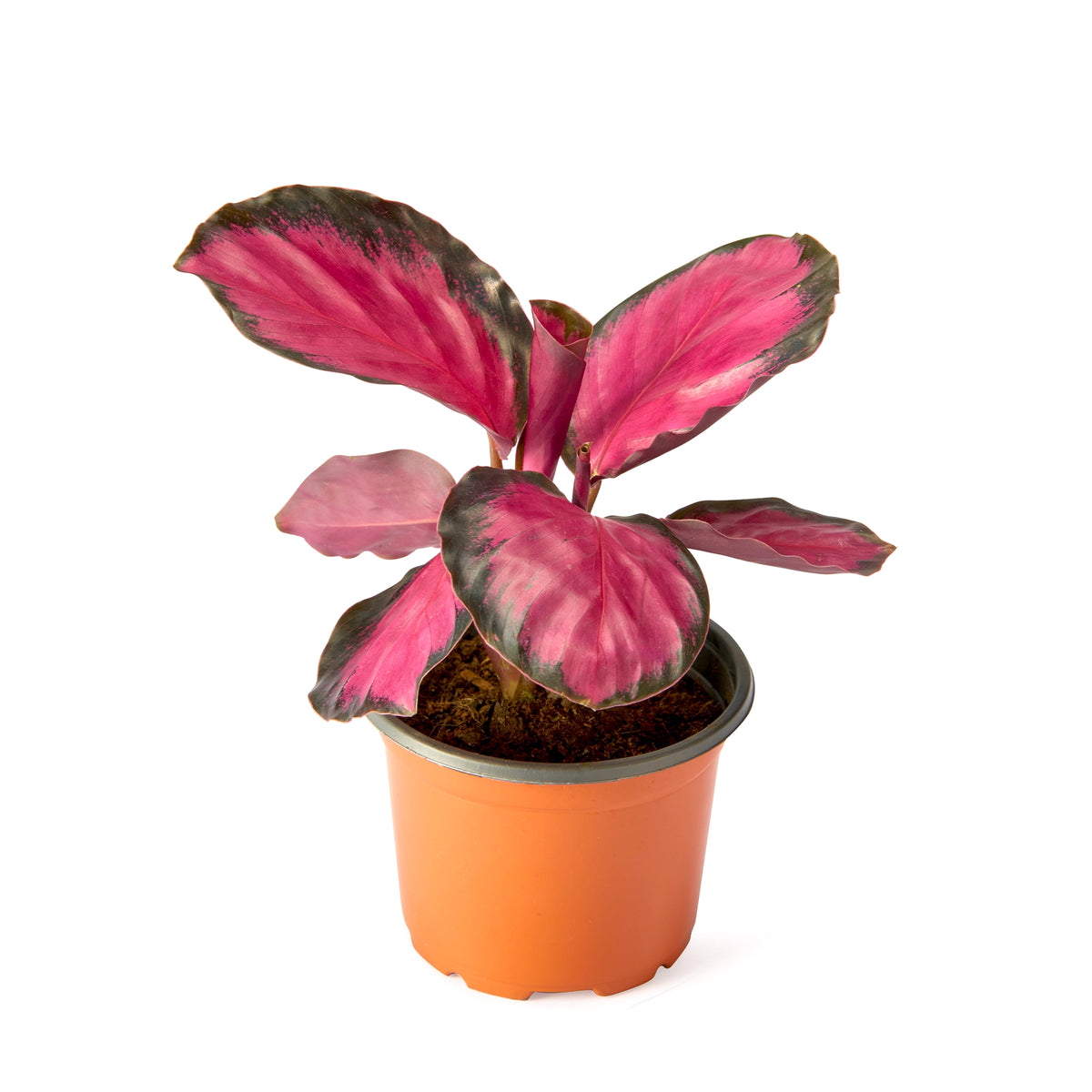 Calathea Crimson Red (Rusco) – Live Indoor Plant | Urban Plant