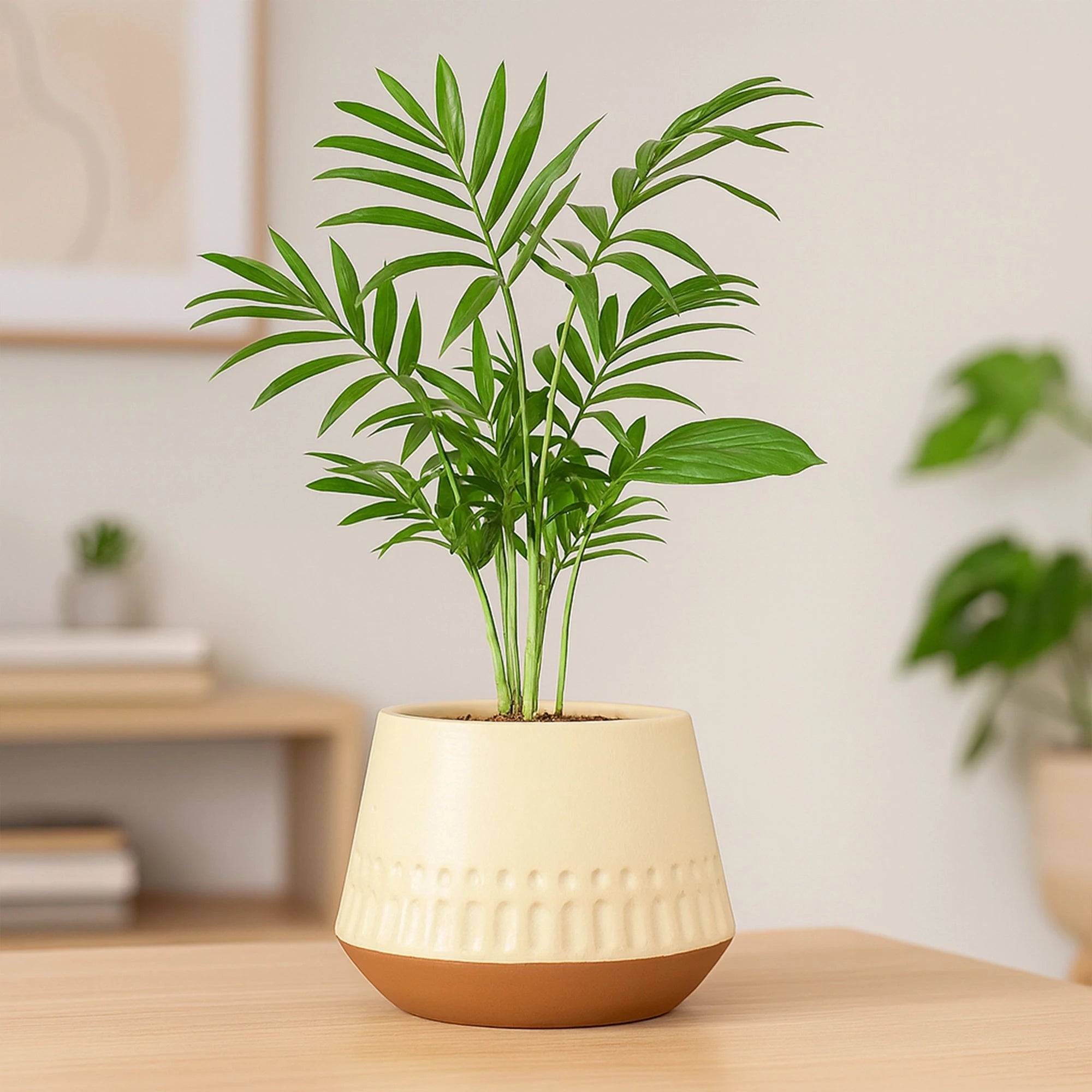 Majesty Terracotta Pot Urban Plant 