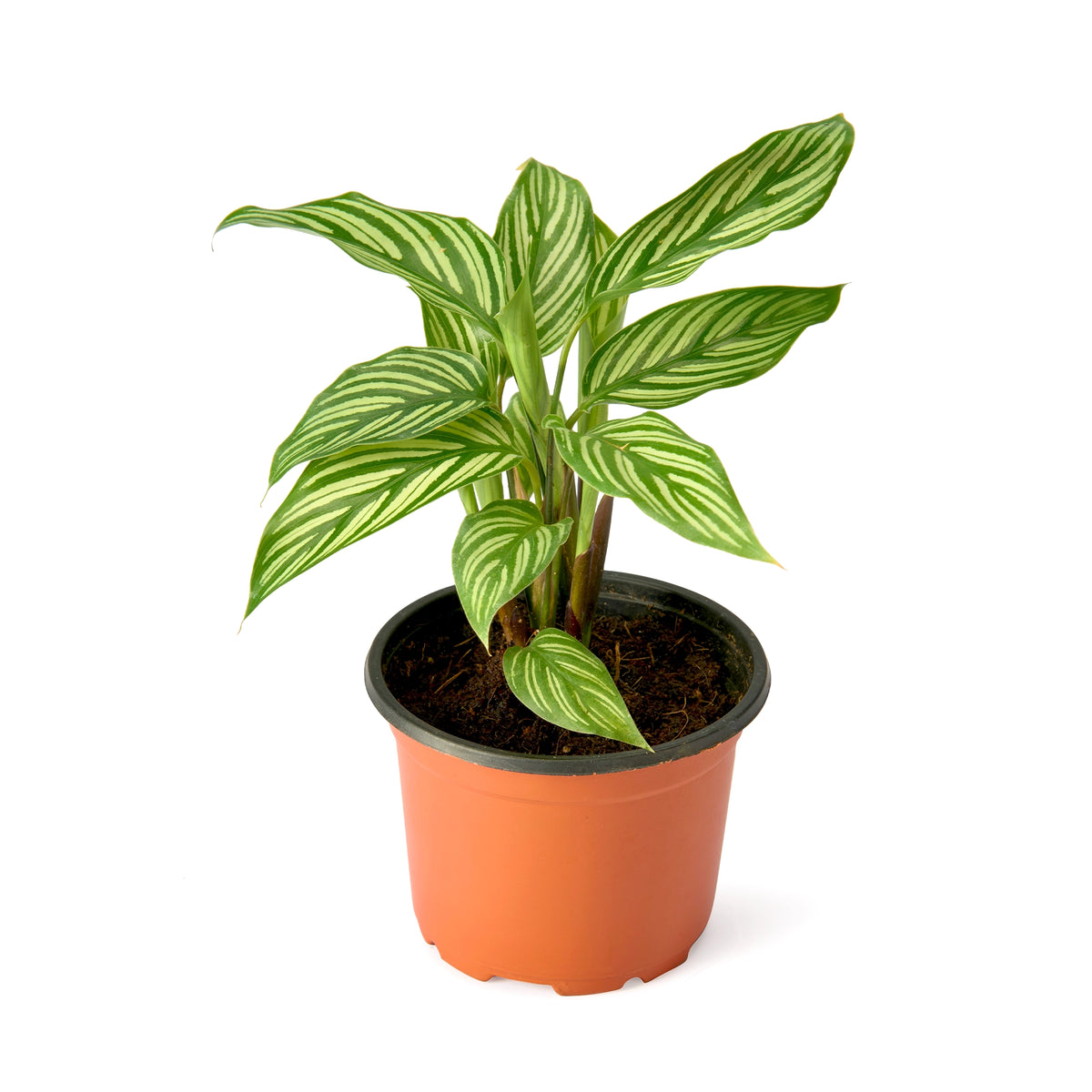 Calathea Vittata – Live Indoor Plant | Urban Plant